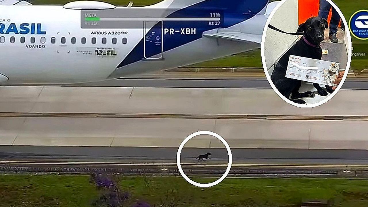 Heute.at - Sprinter! Kleiner Hund legt den ganzen Flugbetrieb lahm