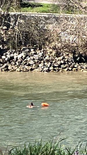 Schwimmen im Donaukanal: Trotz kühler Temperaturen genießen Wienerinnen den Frühlingsbeginn mit Badespaß und Sonnenstunden in Wien.