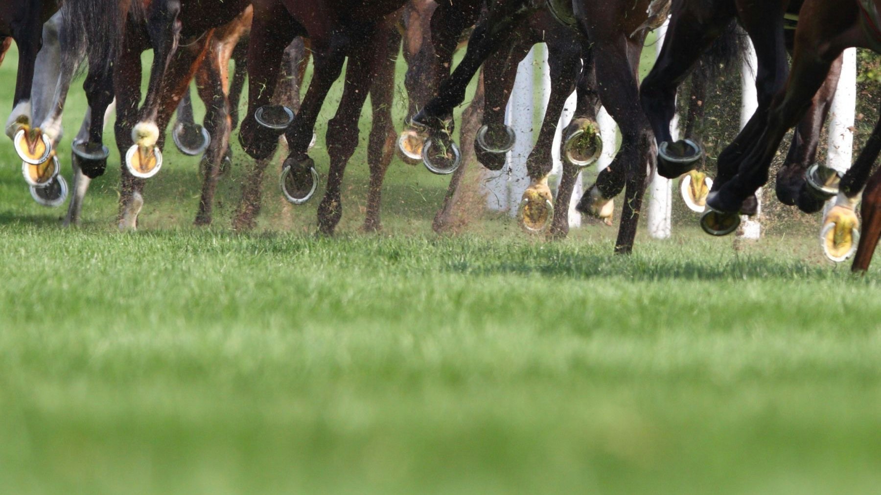 Heute.at - Türkisches Restaurant serviert Fleisch von Rennpferd