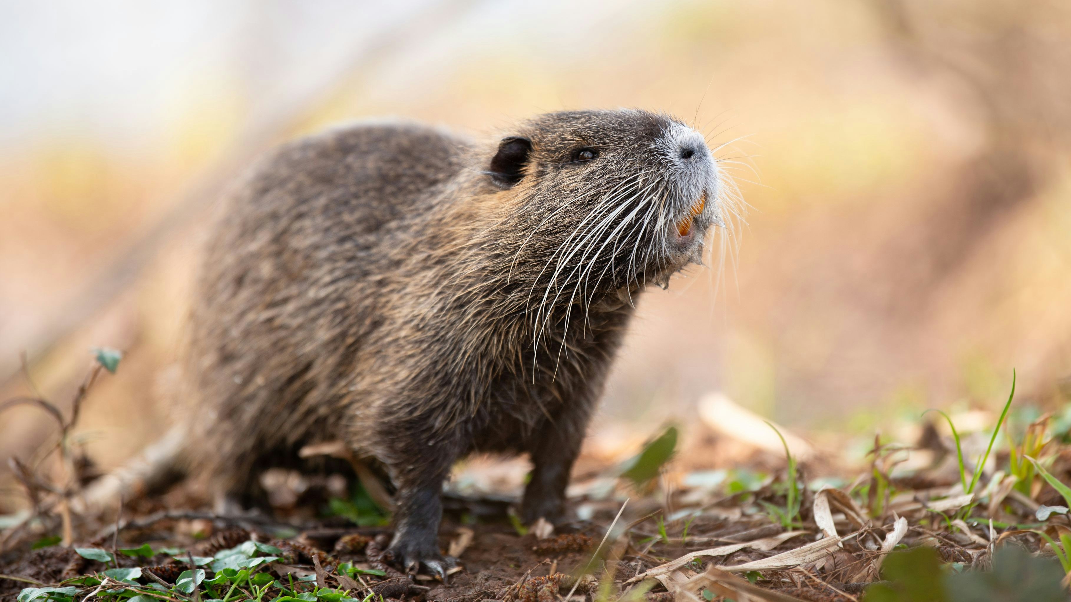 Nutria-Bestand vergrößerte sich zuletzt "deutlich".