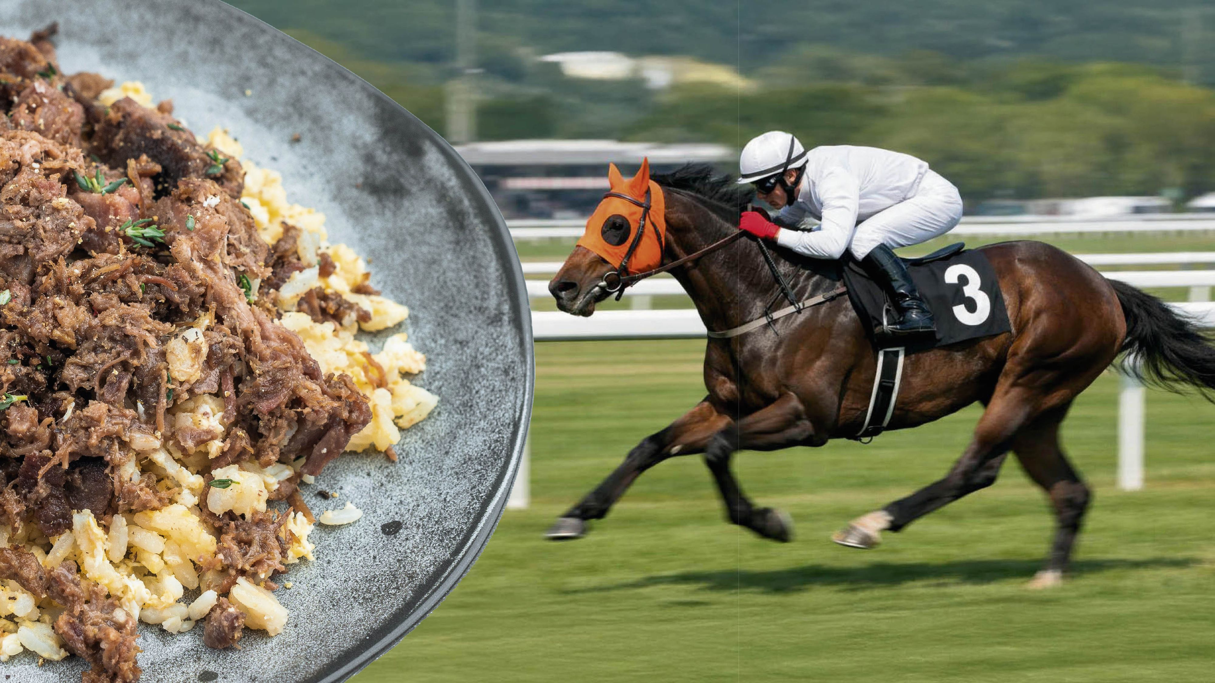 Nach einer Verletzung landete das Rennpferd 