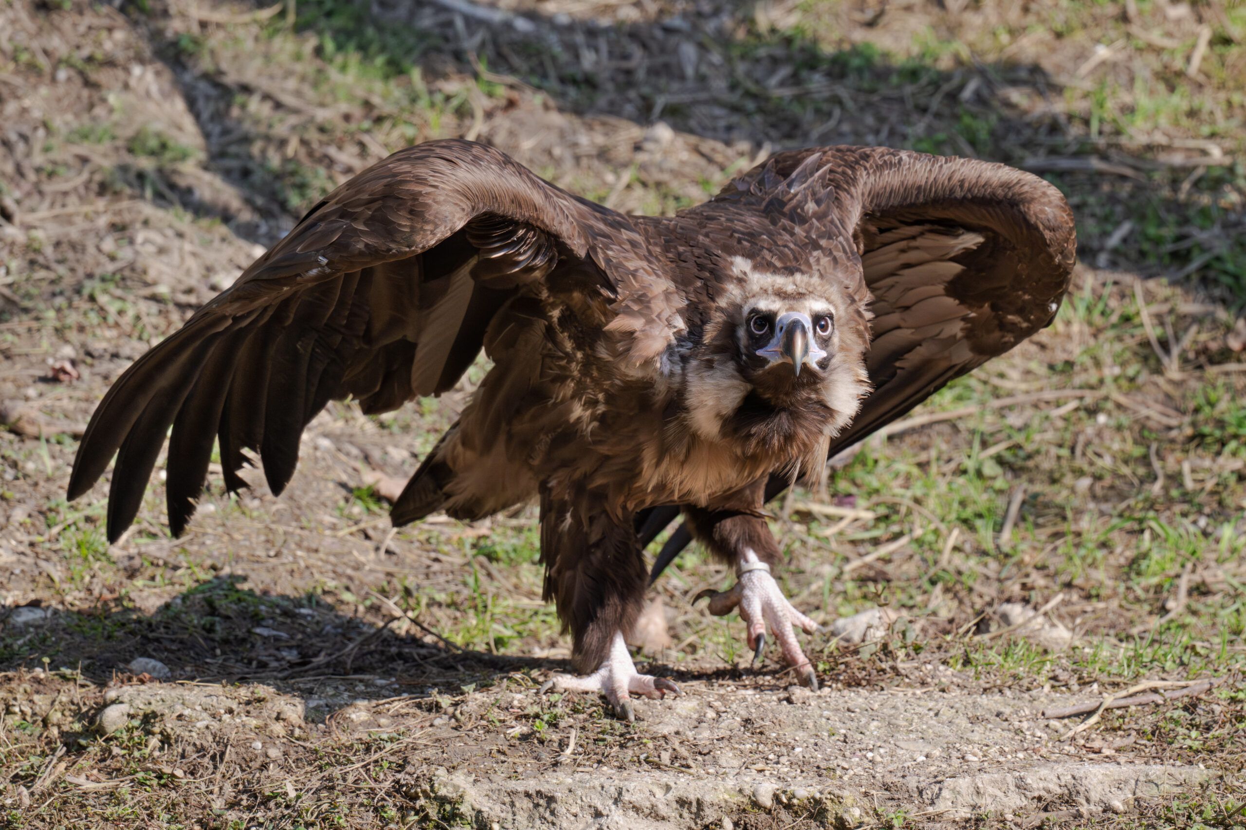 Sie scheinen sich gut zu verstehen, freuen sich die Pfleger im Zoo Schmiding.
