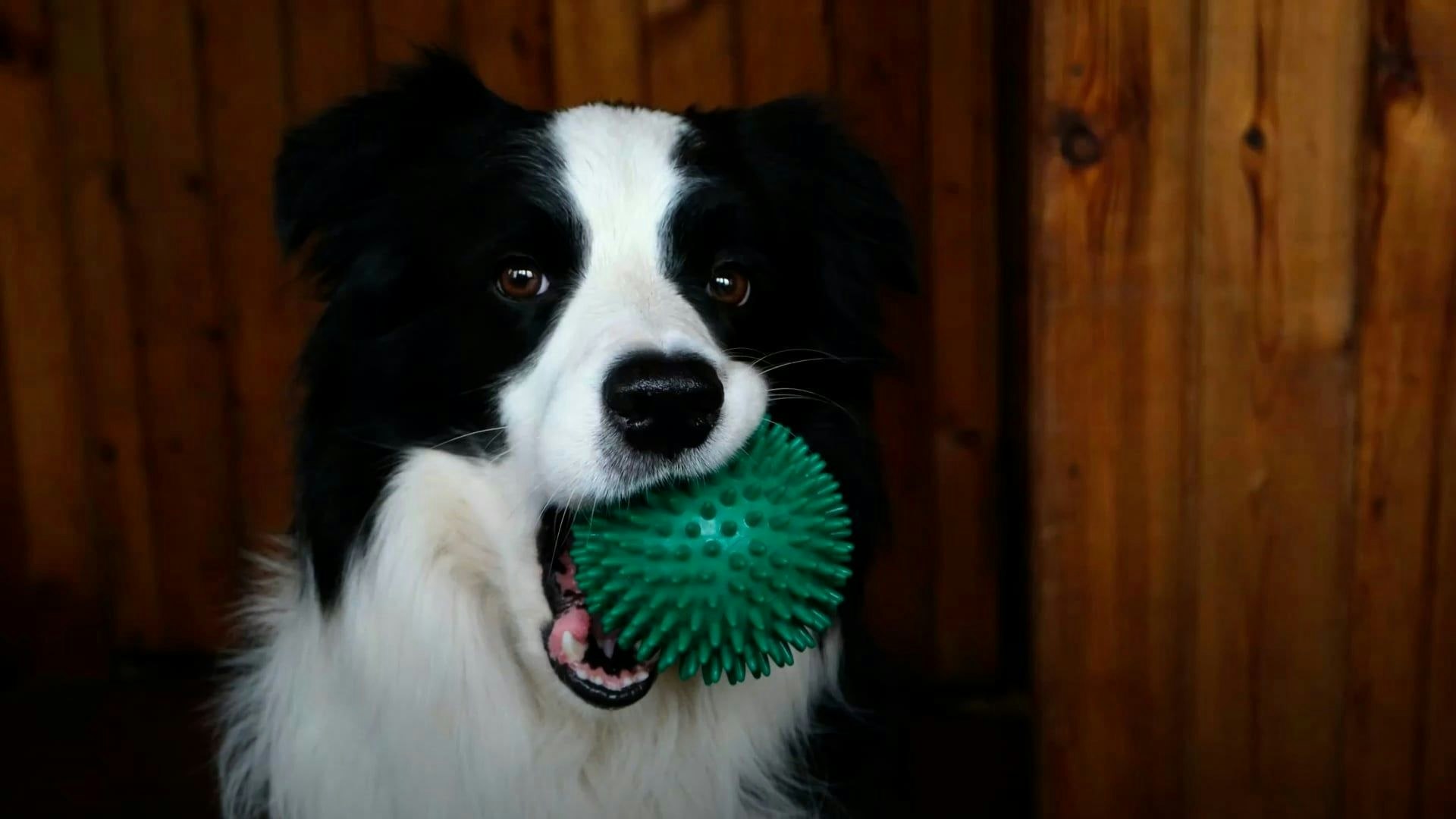 Heute.at - Deshalb lernen Hunde deine Sprache ohne Training