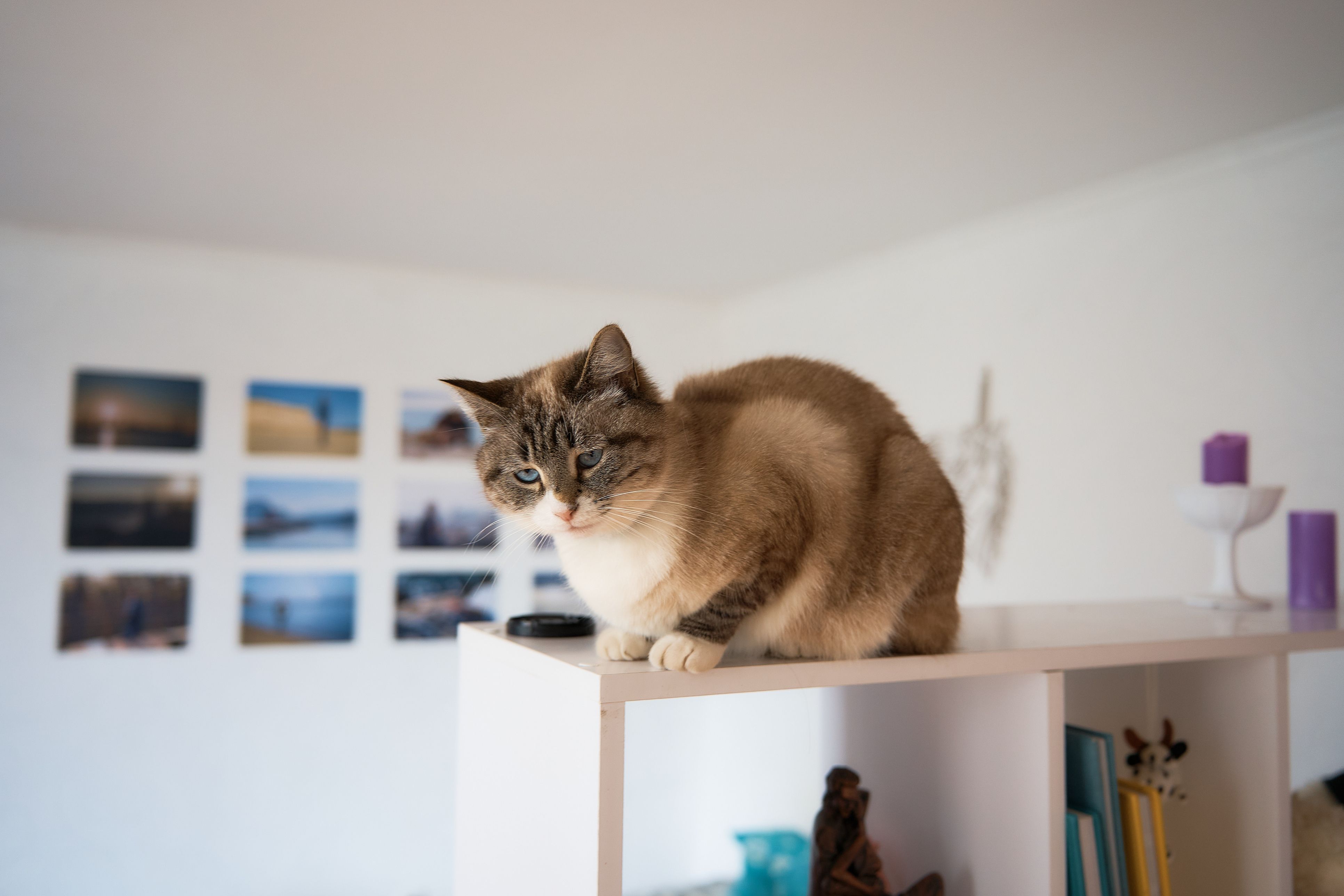 Heute.at - Katze zu lange allein? In diesem Land droht Strafe
