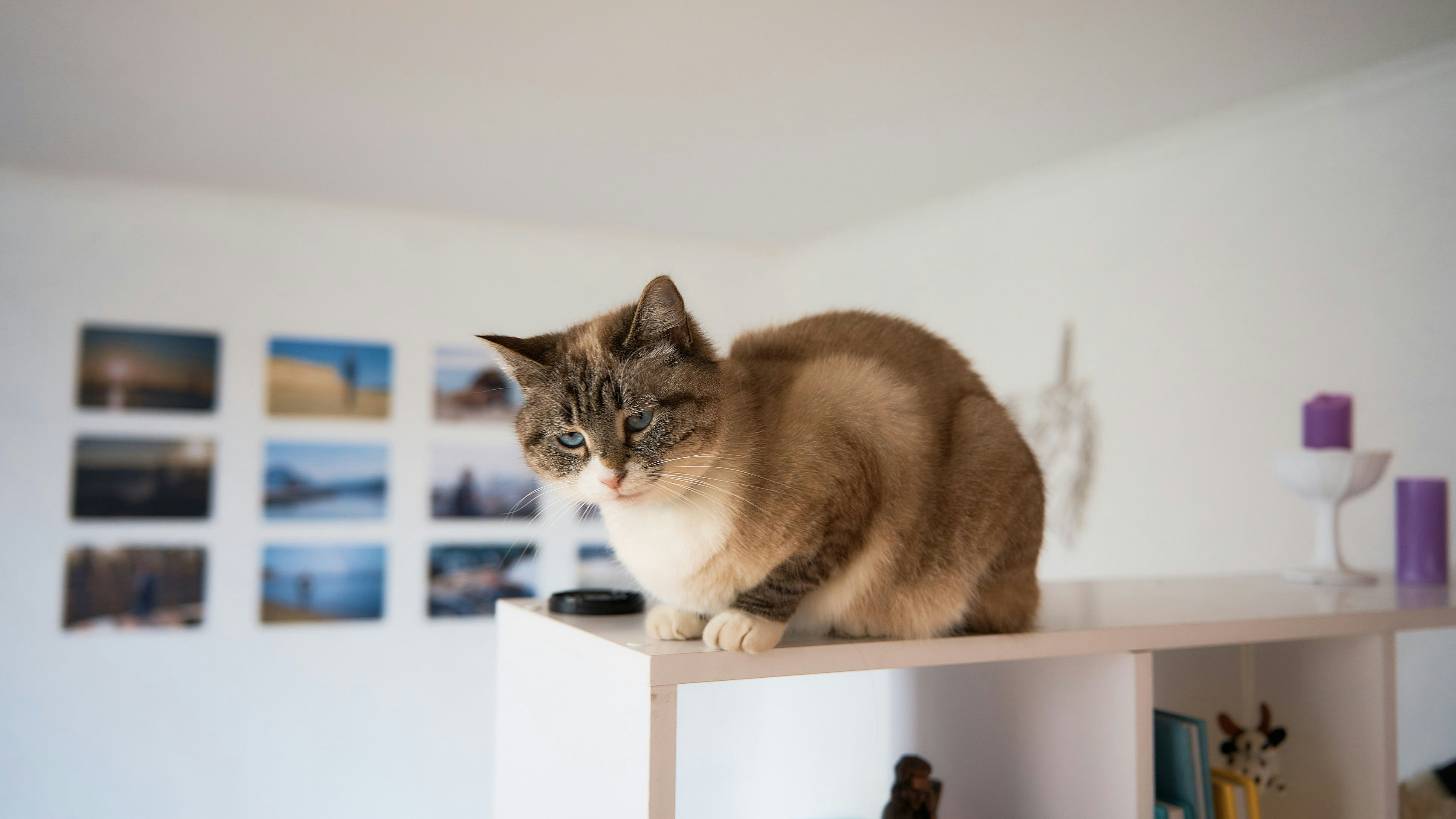 Siamese cat plat with treat on a shelf in white room