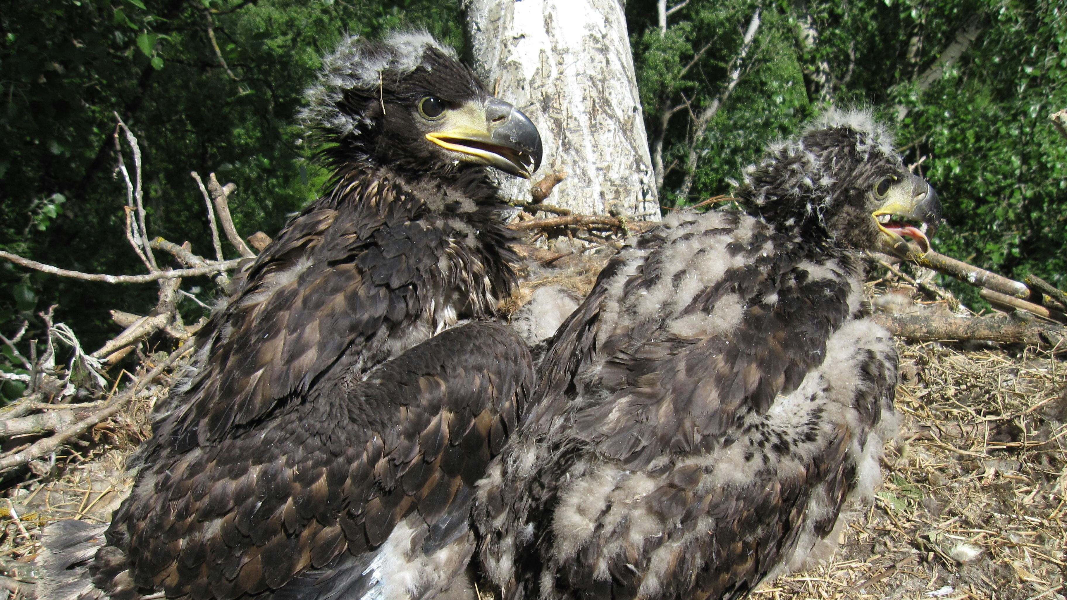 Nestor (links) wurde im Mai 2011 in den Tullnerfelder Donau-Auen beringt. Ringnummer RL1014_C1A3