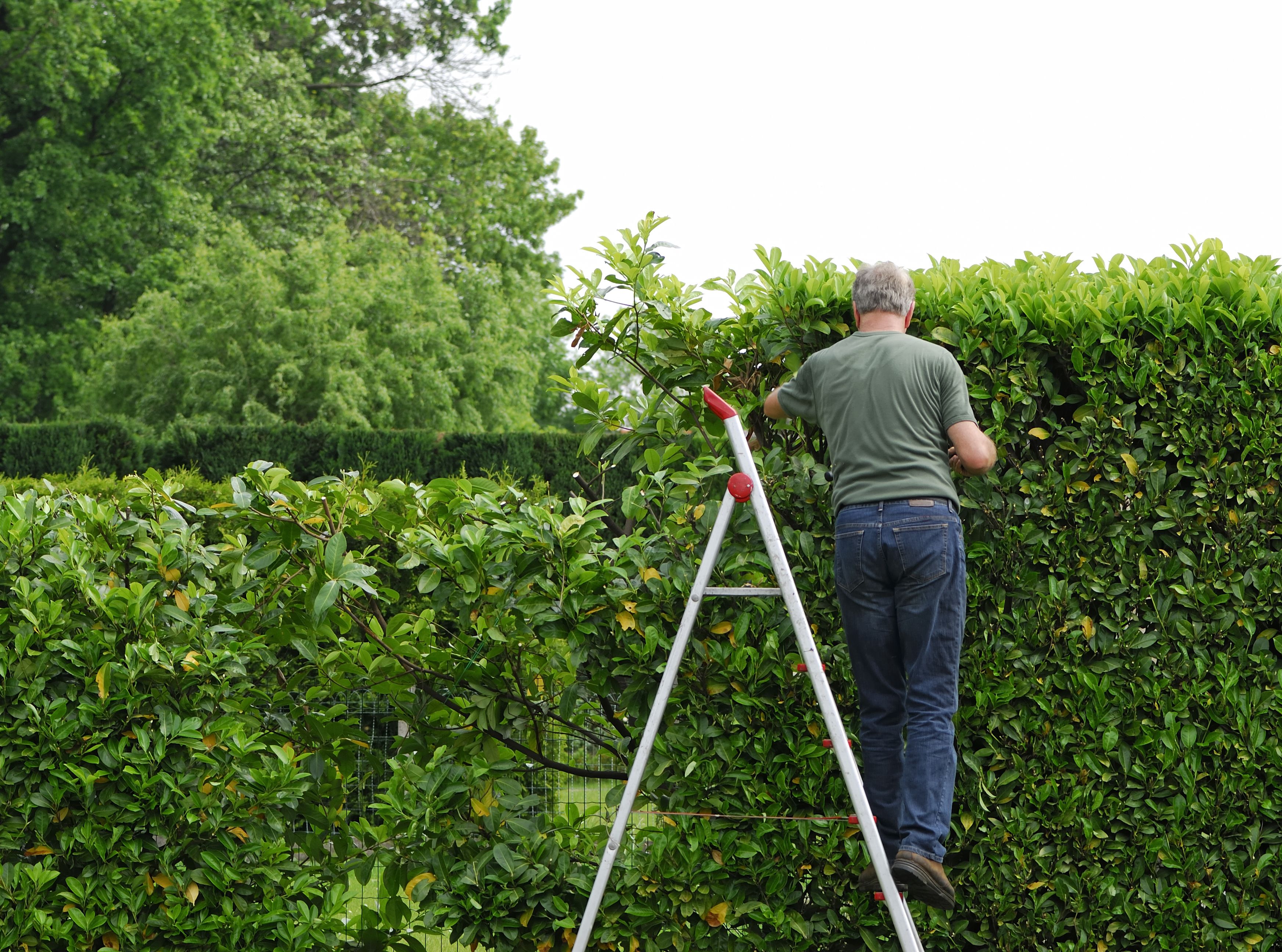 Weil er eine Gartenhecke zu kurz geschnitten hatte, wurde ein Steirer zu einer Geldstrafe verurteilt. (Symbolbild)