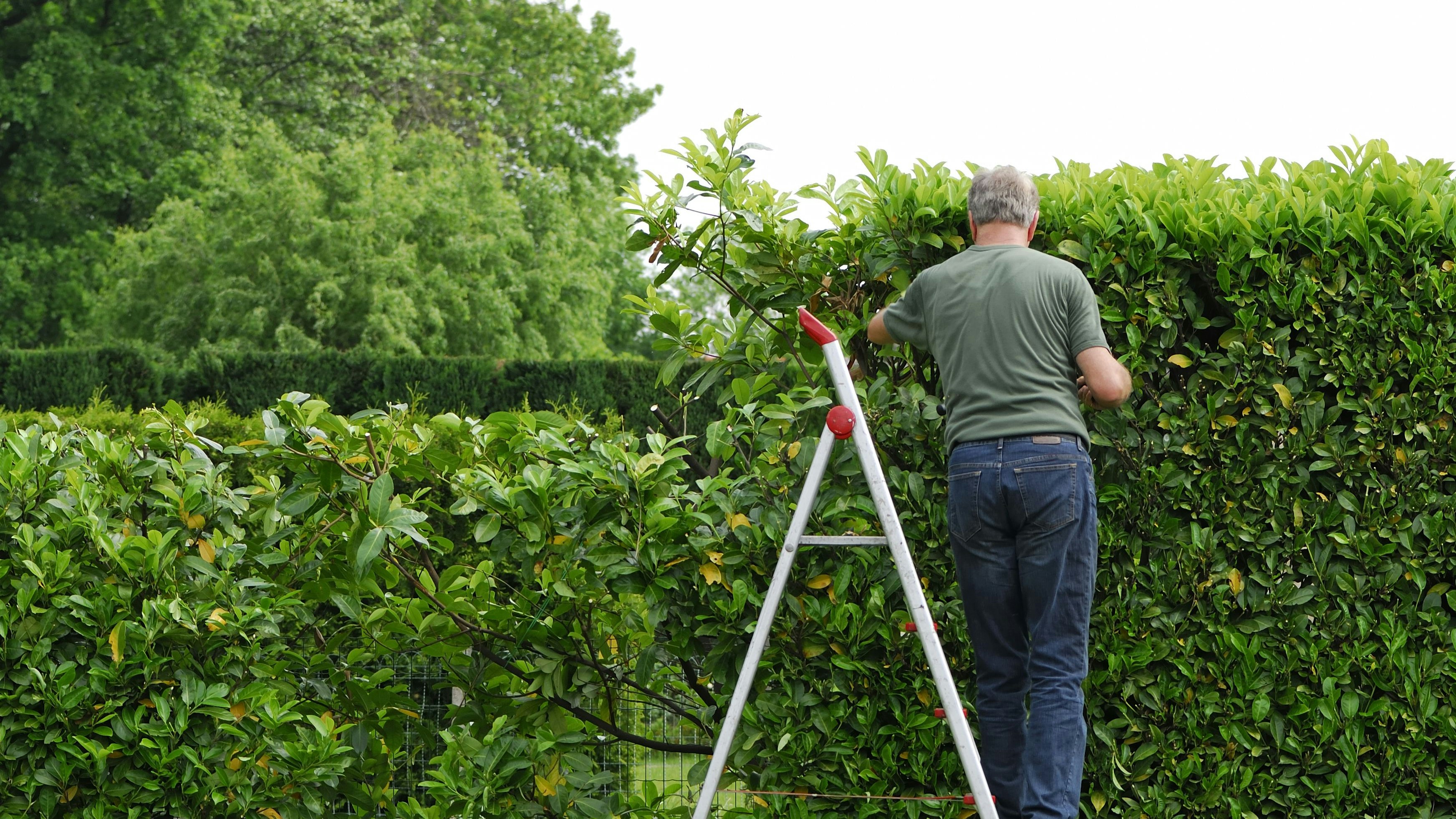 Heute.at - Gerichtsposse um Gartenhecke – Steirer verurteilt