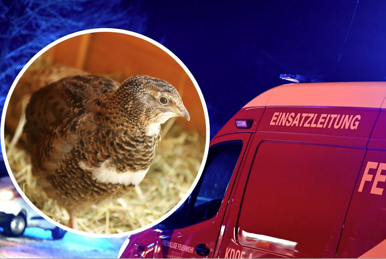 Drei Wachteln verendeten im Feuer.