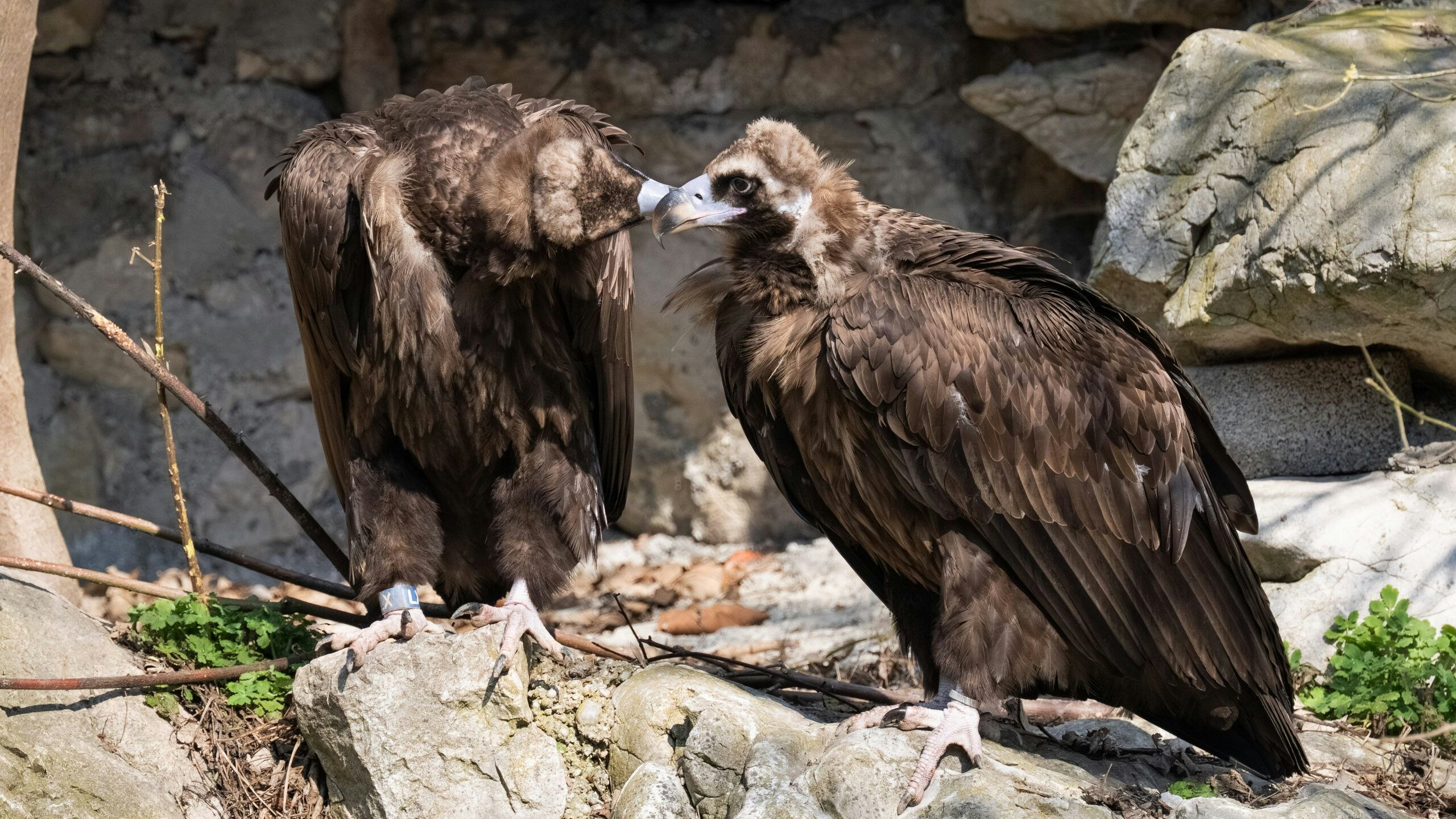 Was sich liebt, das neckt sich...