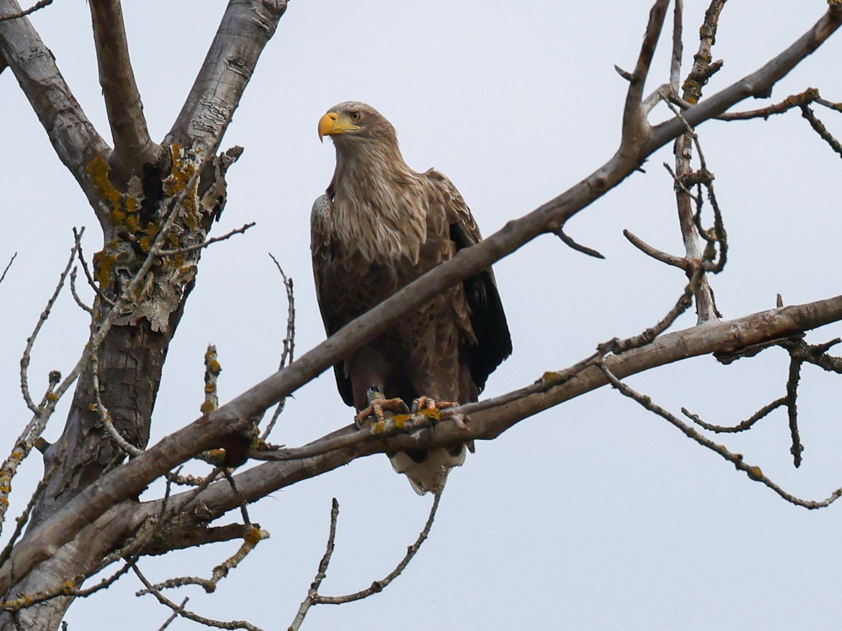 Heute.at - Ältester Seeadler Nestor nach 15 Jahren wieder daheim