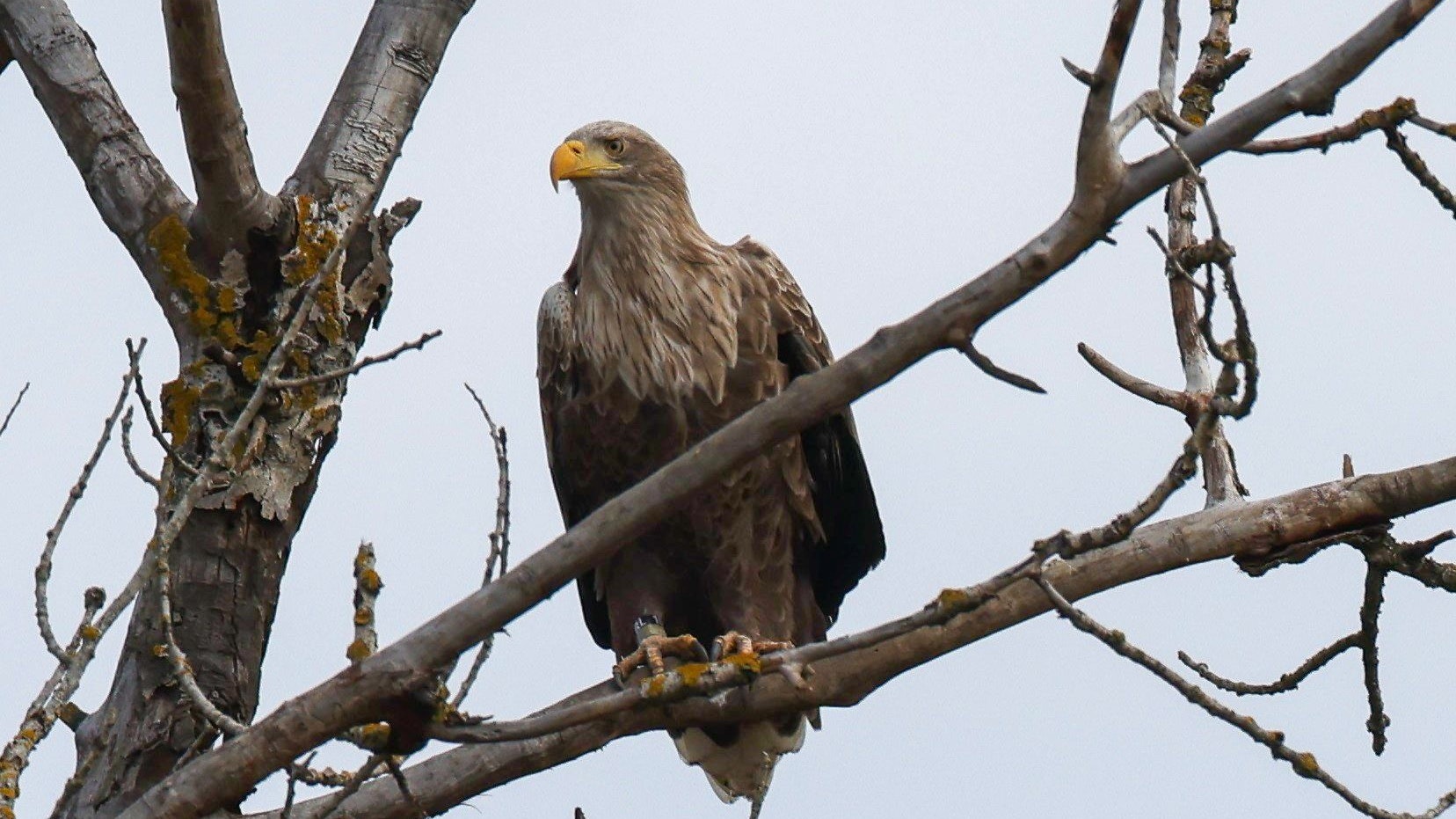 Nestor 2023 im Burgenland