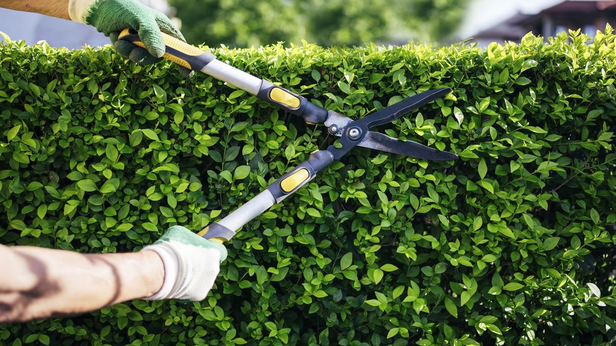 Heute.at - Hecke zu kurz – Nachbarschafts-Streit endet vor Gericht