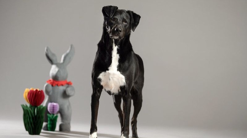 Hunde mit besonderen Bedürfnissen haben es oft sehr schwer.