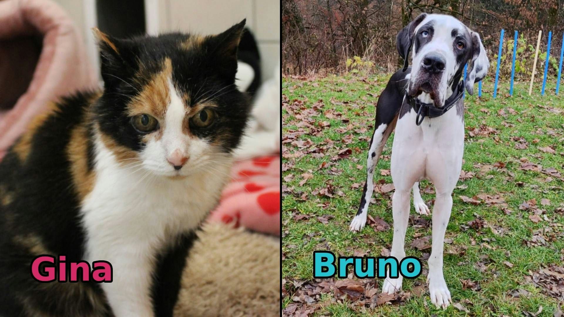 Diese Woche warten "Gina" und "Bruno" auf ihren Seelenmenschen. 