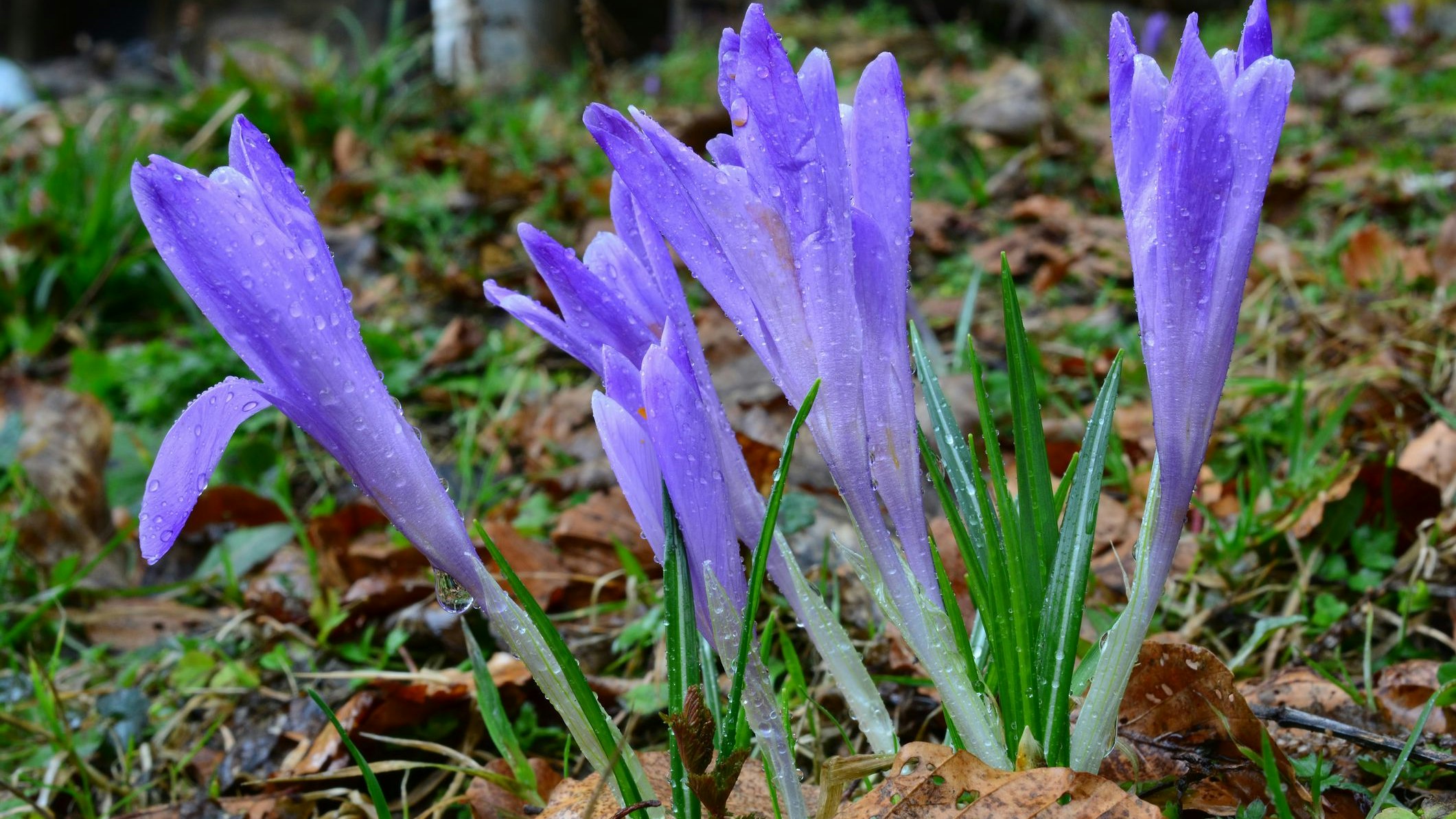 Heute.at - War's das mit dem Frühling? Bauernregel lässt zittern