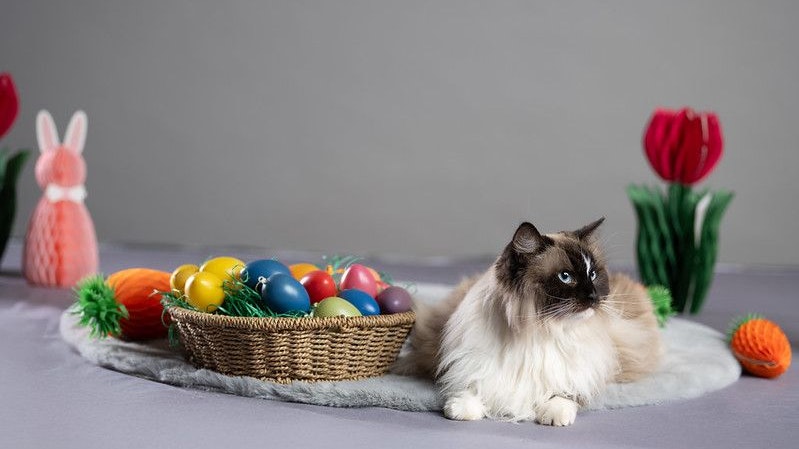 Sogar Rassekatze "Pia" möchte aufgrund medizinischer Handicaps niemand.
