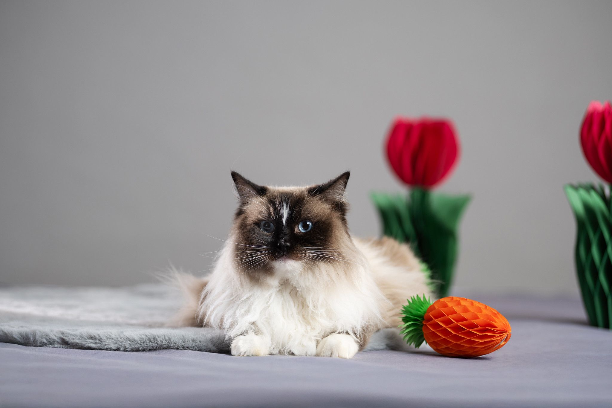 Katzen, Hunde, Schildkröten - jeder hätte gerne ein Osterkörbchen!