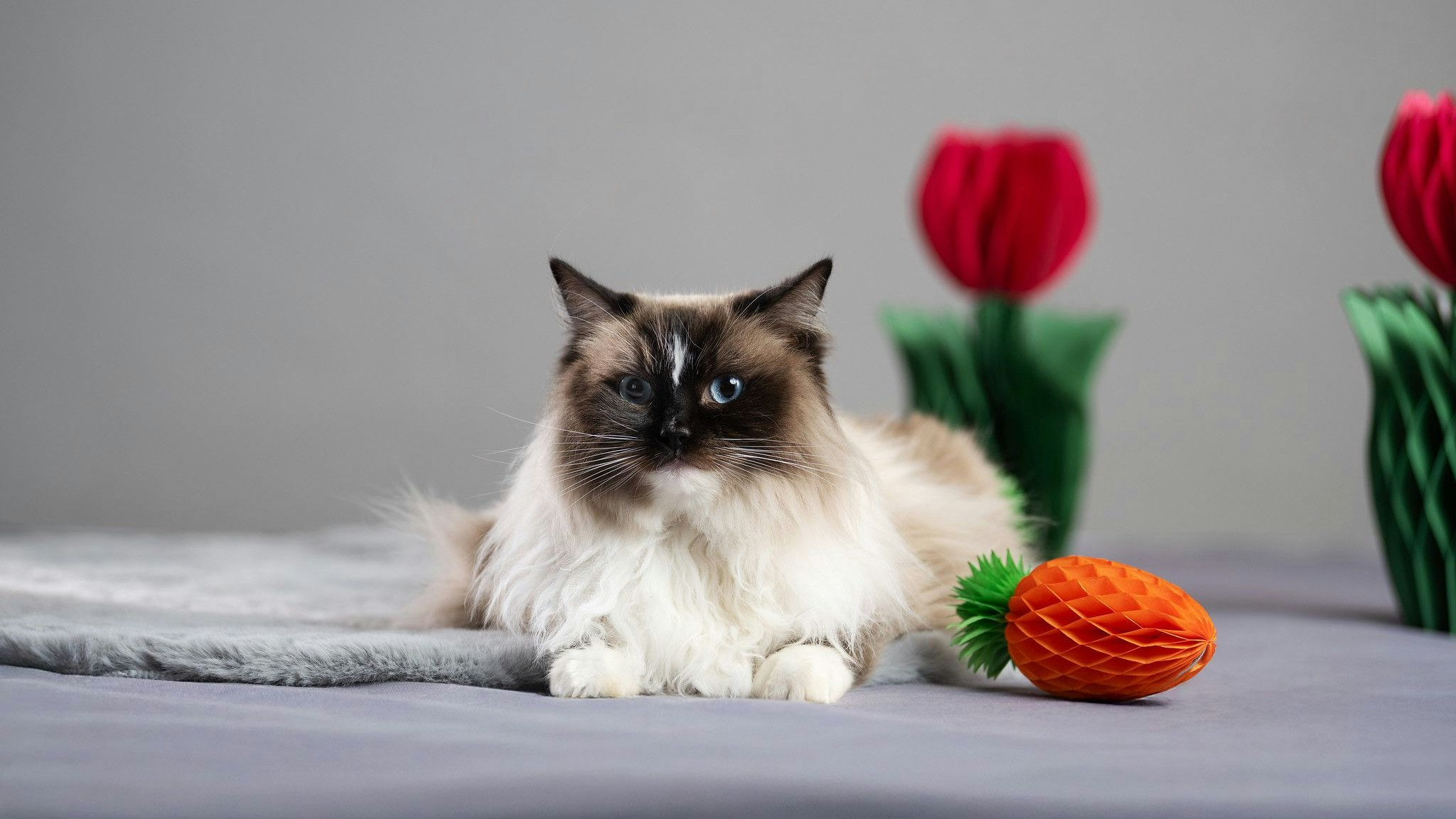 Heute.at - Magst du für einen von 2.500 Lieblingen Osterhase sein?