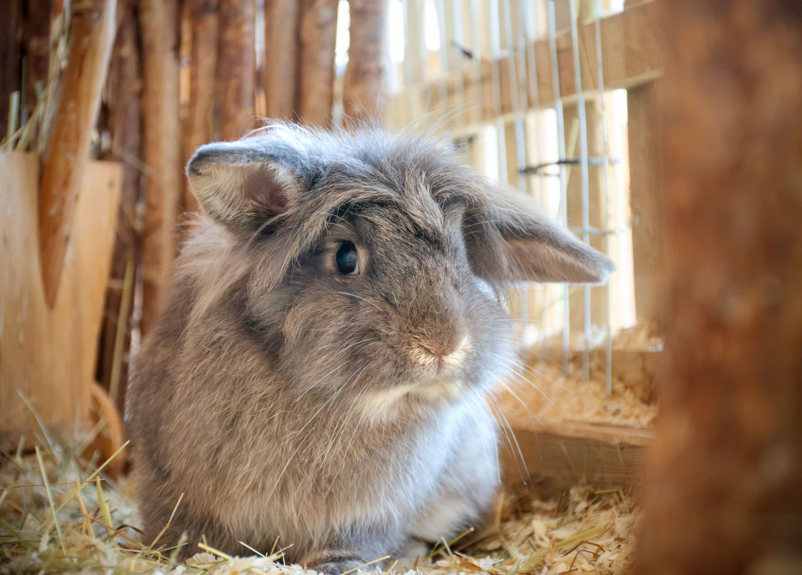 Der Assisi-Hof lädt zum Frühlingsfest. Am Bild: Kaninchen Brokkoli.