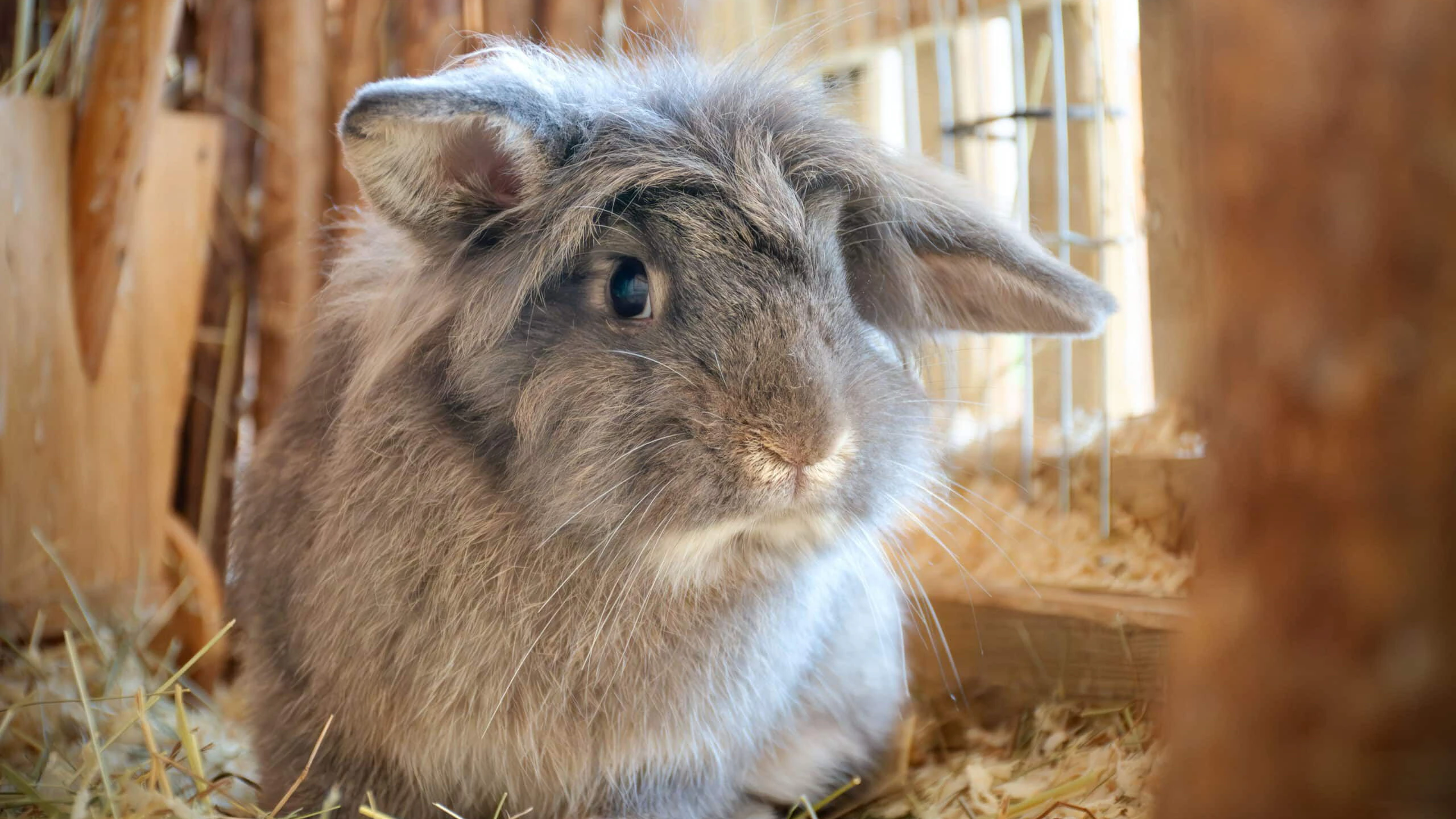 Der Assisi-Hof lädt zum Frühlingsfest. Am Bild: Kaninchen Brokkoli.