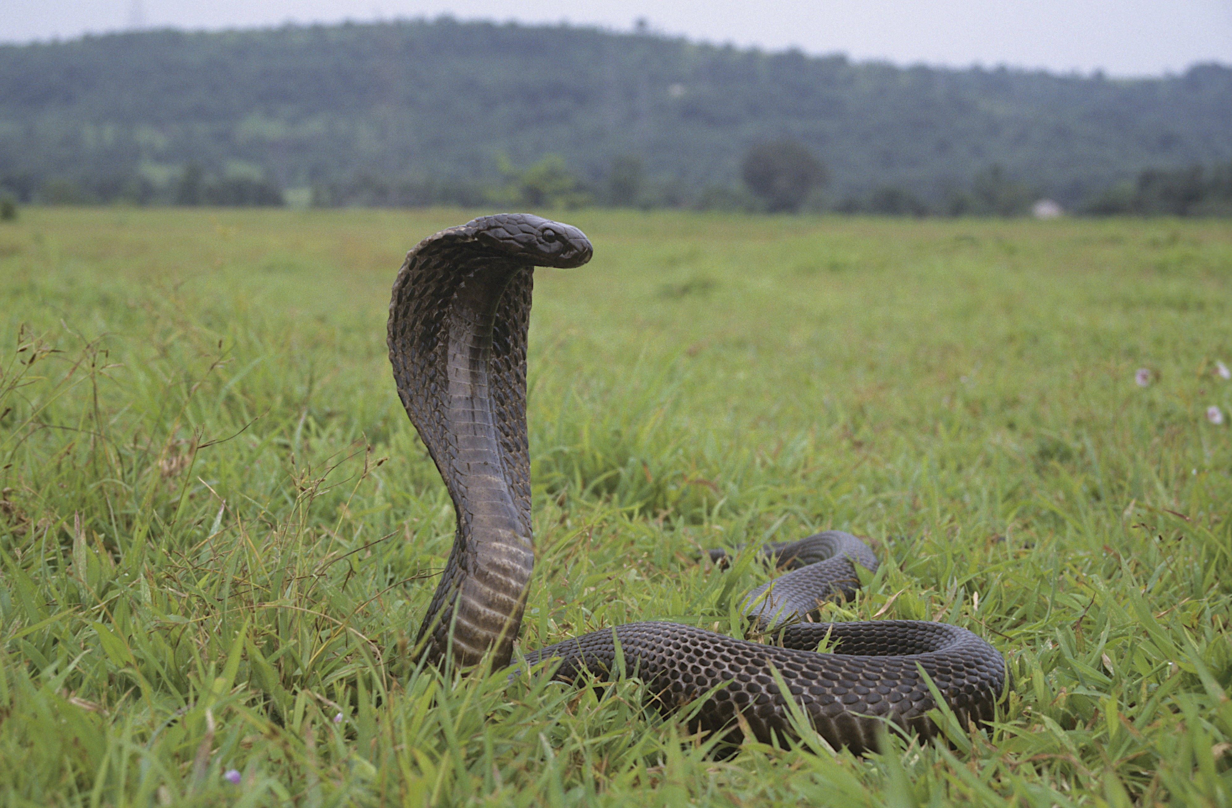 Auch die Kobra wurde beschlagnahmt. (Symbolbild)