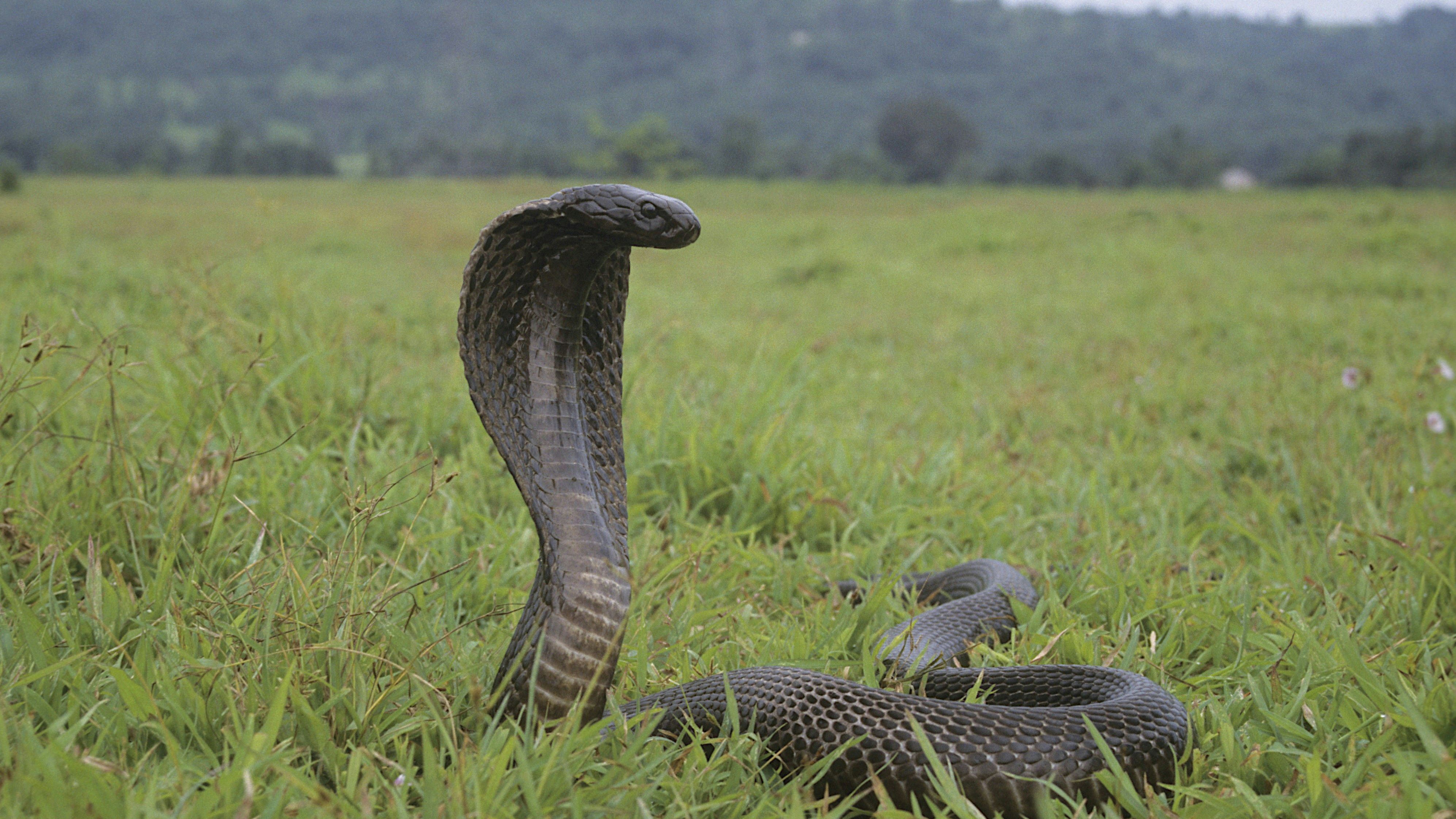 Heute.at - Giftige Kobra aus Wohnung in Stuttgart geholt