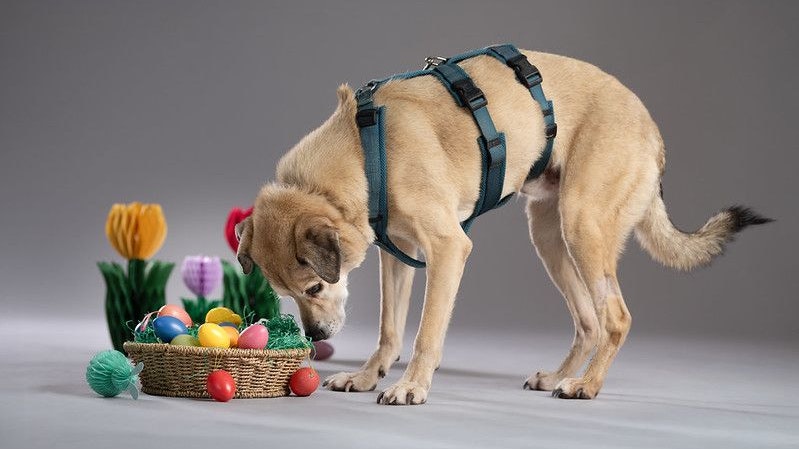 Zwölf Osterfeste verbringt Erwin bereits im Tierheim. Fast ein ganzes Leben. 