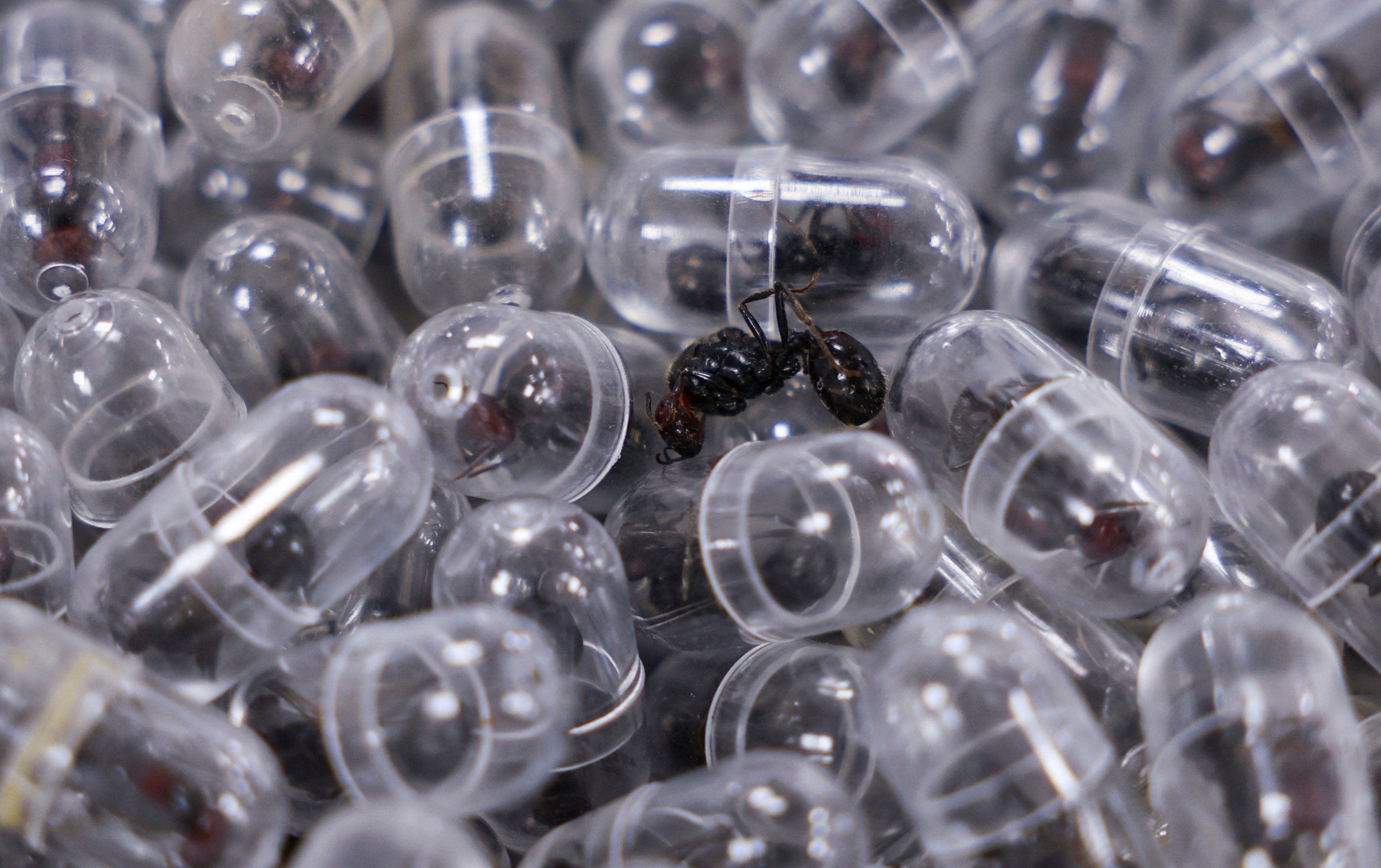 In Nairobi wurden zwei Männer geschnappt, die Tausende Ameisen für den chinesischen Schwarzmarkt schmuggeln wollten. Die Riesenernteameise gilt in China als Delikatesse und Aphrodisiakum.