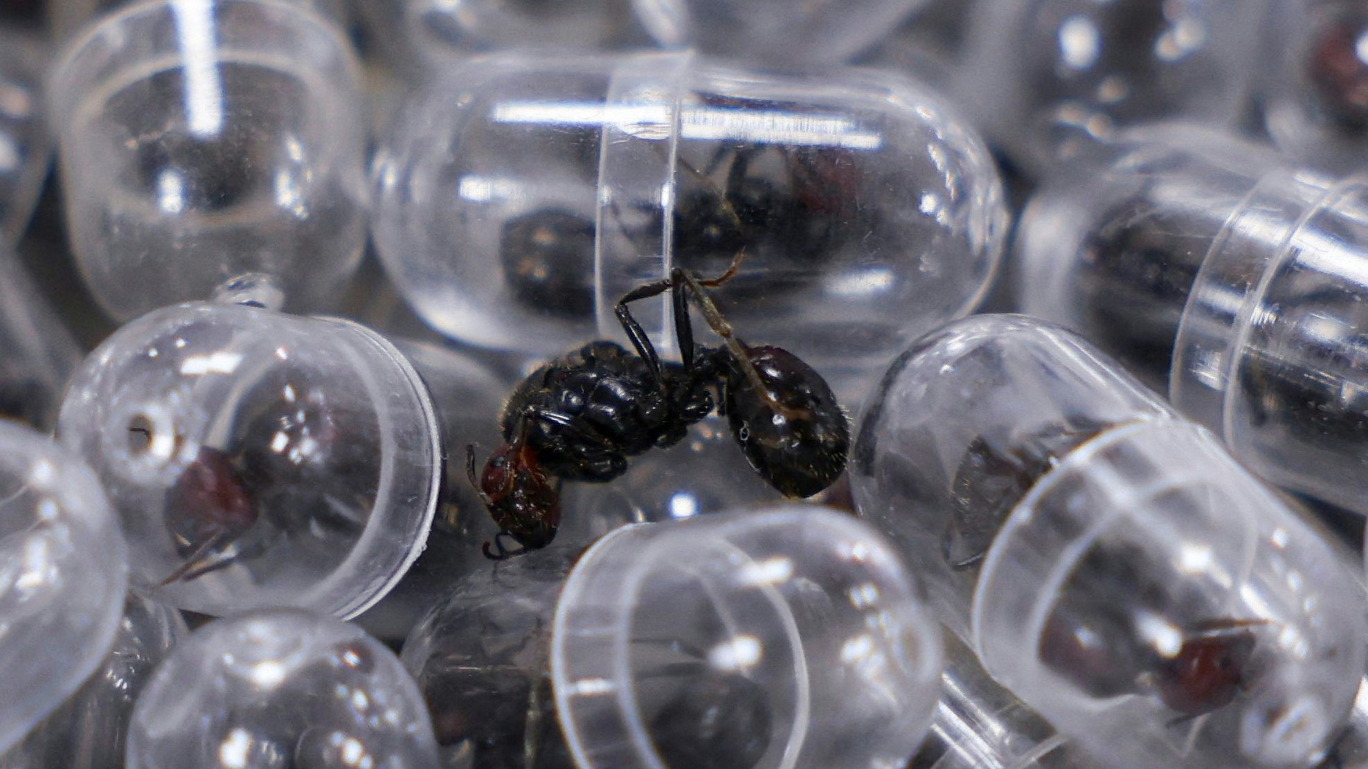 In Nairobi wurden zwei Männer geschnappt, die Tausende Ameisen für den chinesischen Schwarzmarkt schmuggeln wollten. Die Riesenernteameise gilt in China als Delikatesse und Aphrodisiakum.