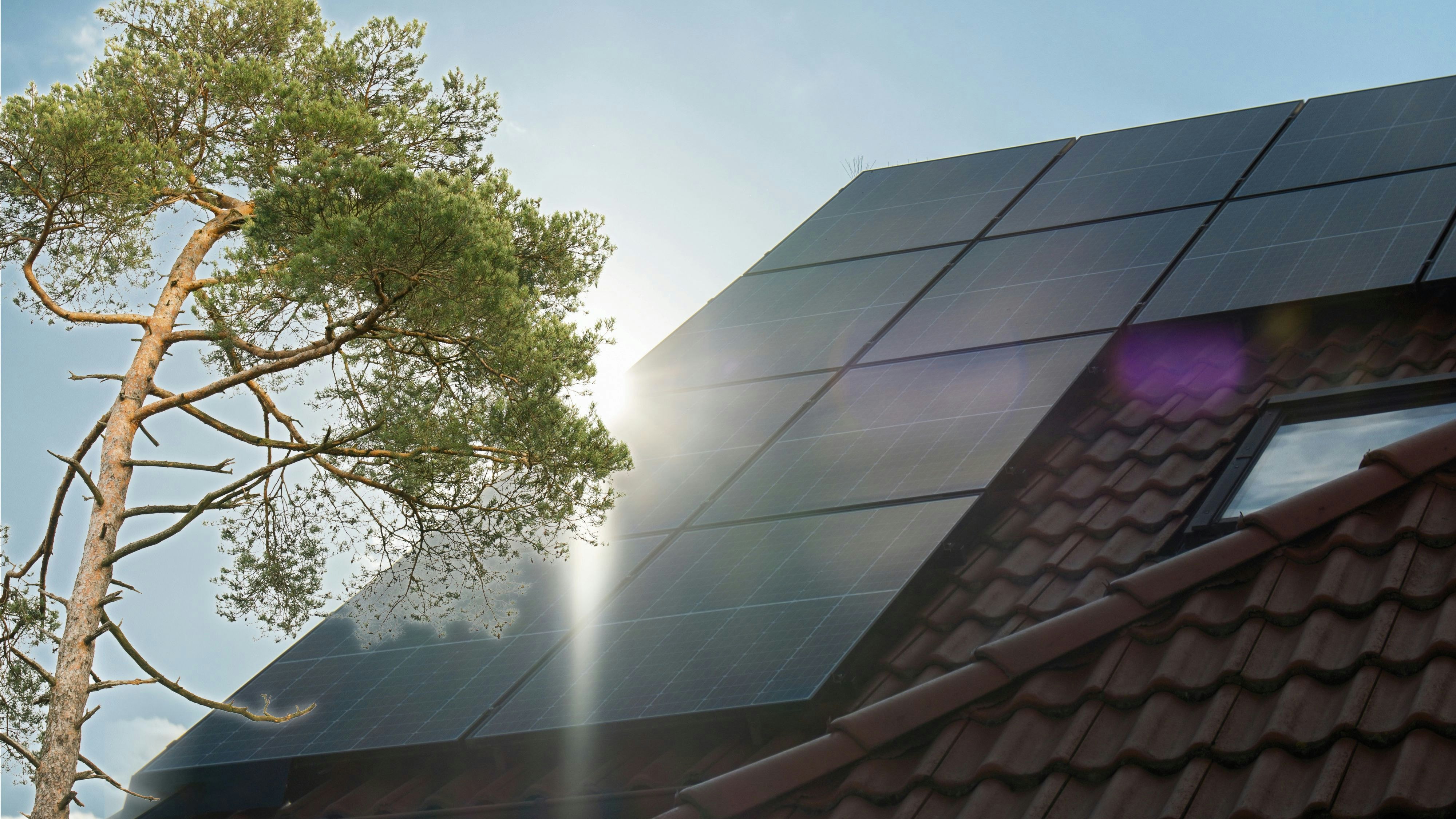 Heute.at - Baum gewinnt gegen Solaranlage vor Gericht
