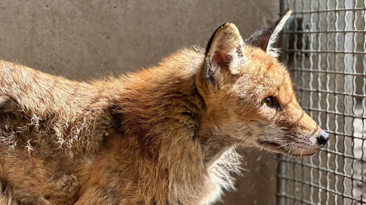 Ein wenig zerzaust schaut "Fox" noch aus der Wäsche. 