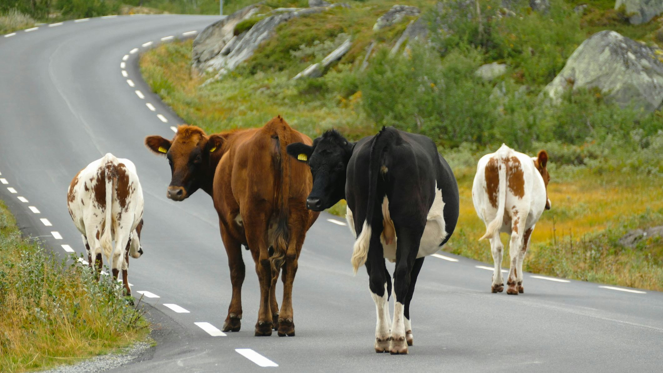 Heute.at - Kurioser Großeinsatz: 100 Kühe blockieren Bundesstraße