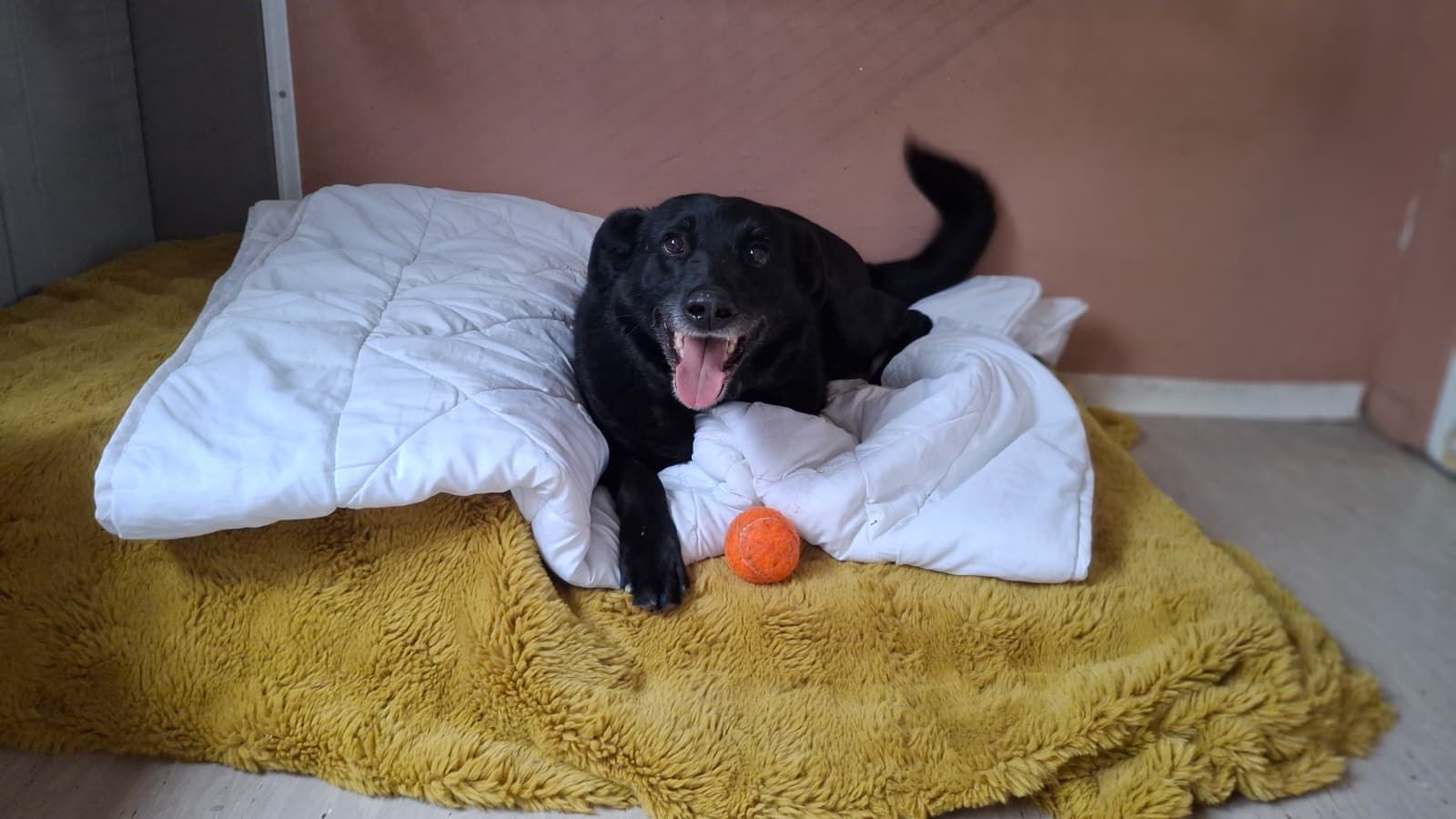 "Blacky" lernt sehr gerne und liebt Spielzeug und Futter.