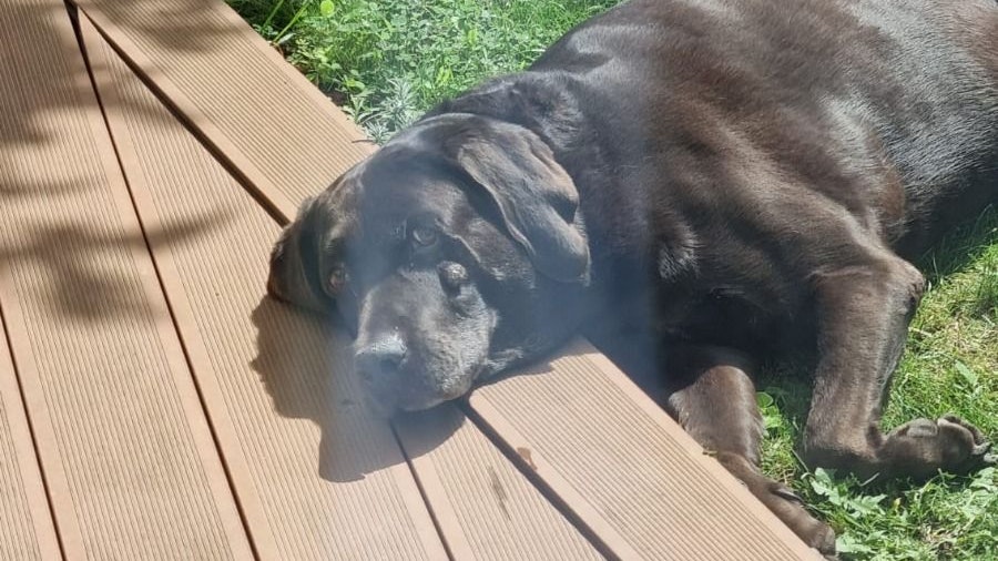 Auf seiner Wange hat "Marley" ein harmloses Lipom, was ihm aber weder Schmerzen bereitet, noch ihn sonst irgendwie beeinträchtigt.