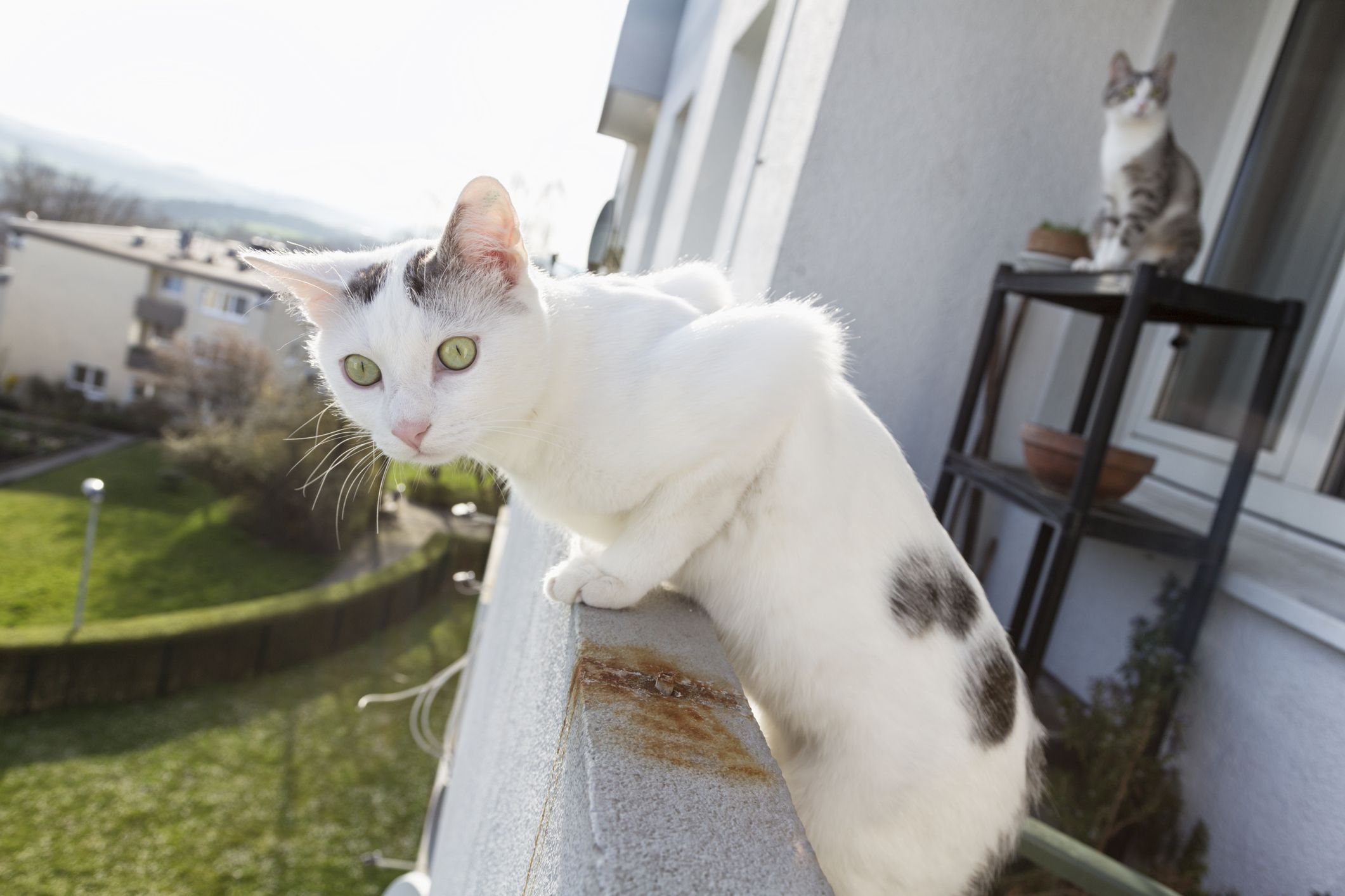 In Österreich müssen Balkone unbedingt gesichert sein, wenn man Katzen hält.