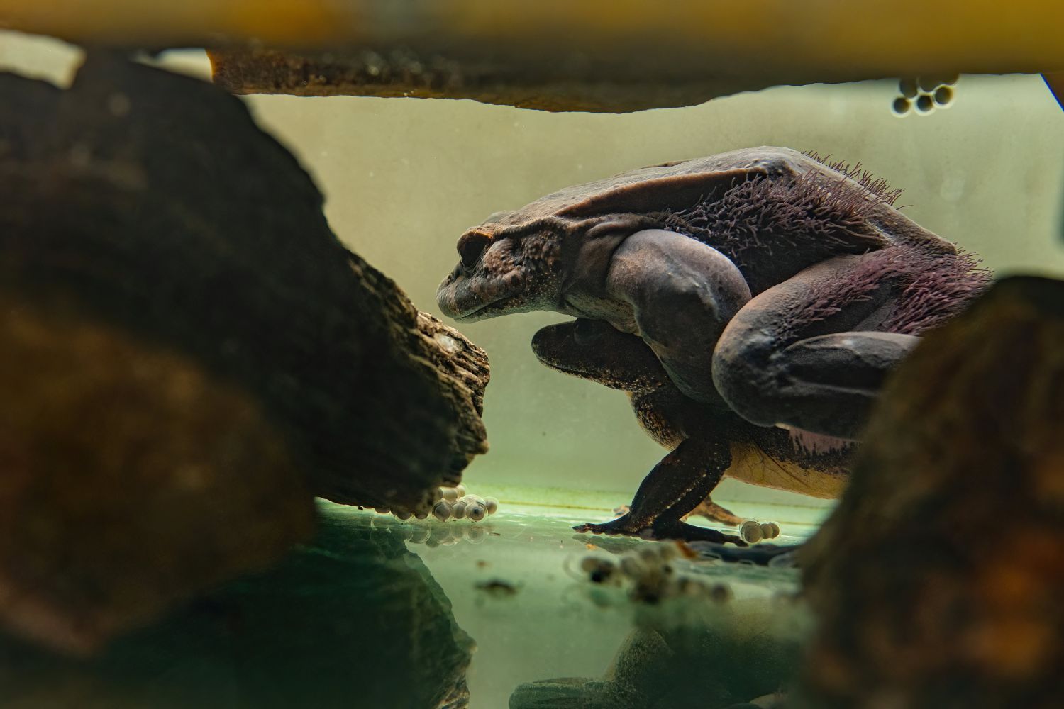 Ganz schön spooky - der Haarfrosch, oder?