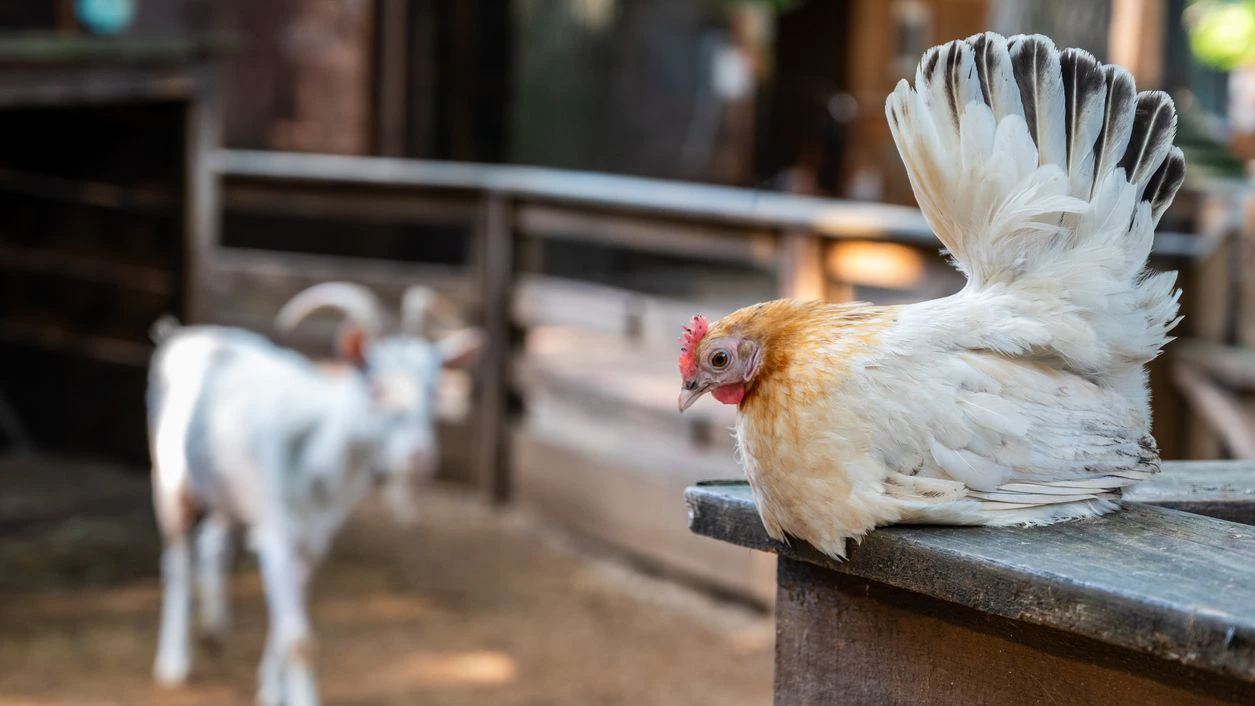 Das "Haushuhn" ist durch gezielte Züchtungen permanent überlastet. 
