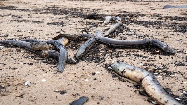 Heute.at - Zerstückelte Aale am Ufer lassen Schlimmstes erahnen