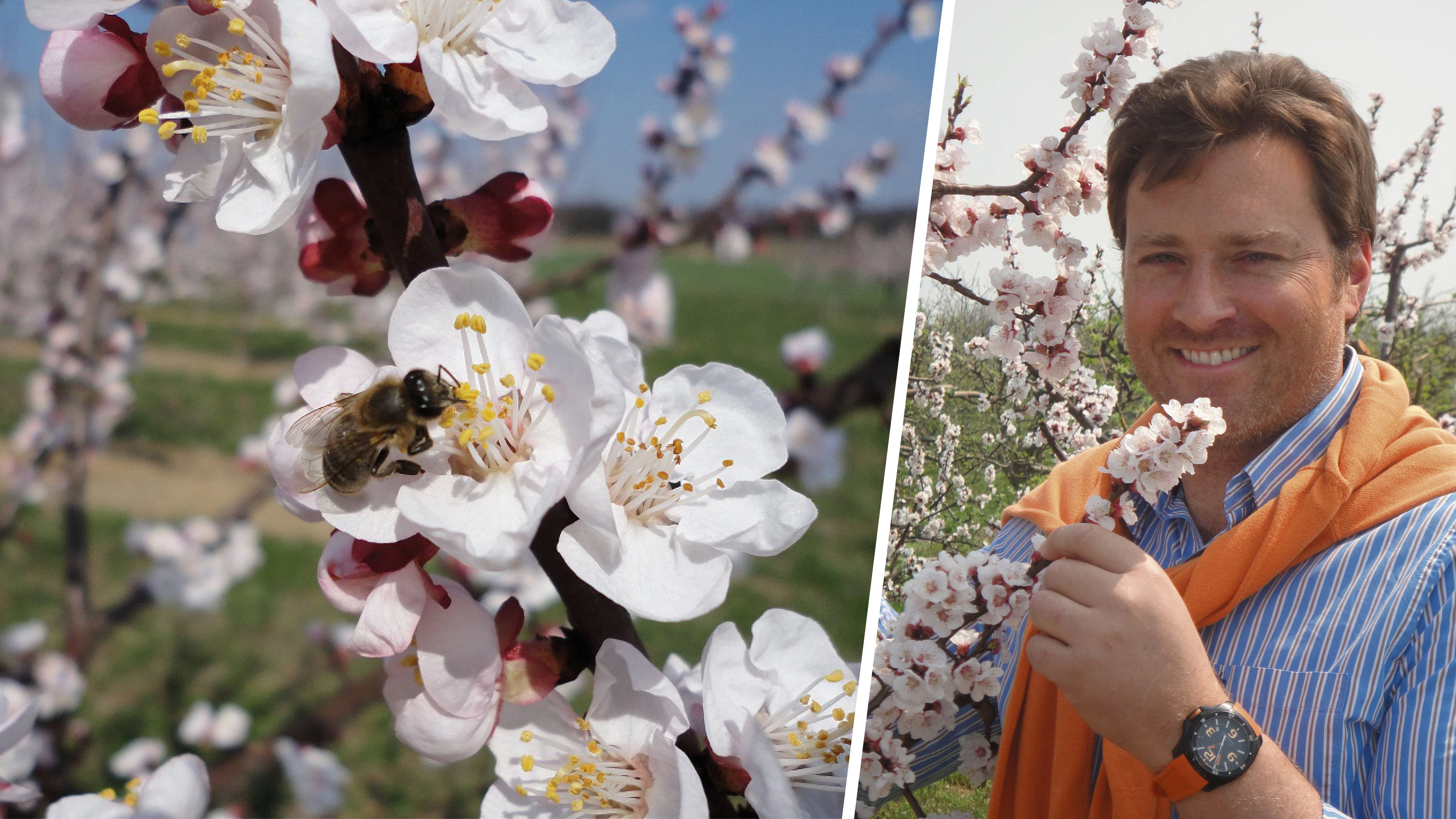 Am 28. und 29. März kann man den Wandertag vom Marillenhof Hackl besuchen: Wolfgang Hackl (r.).