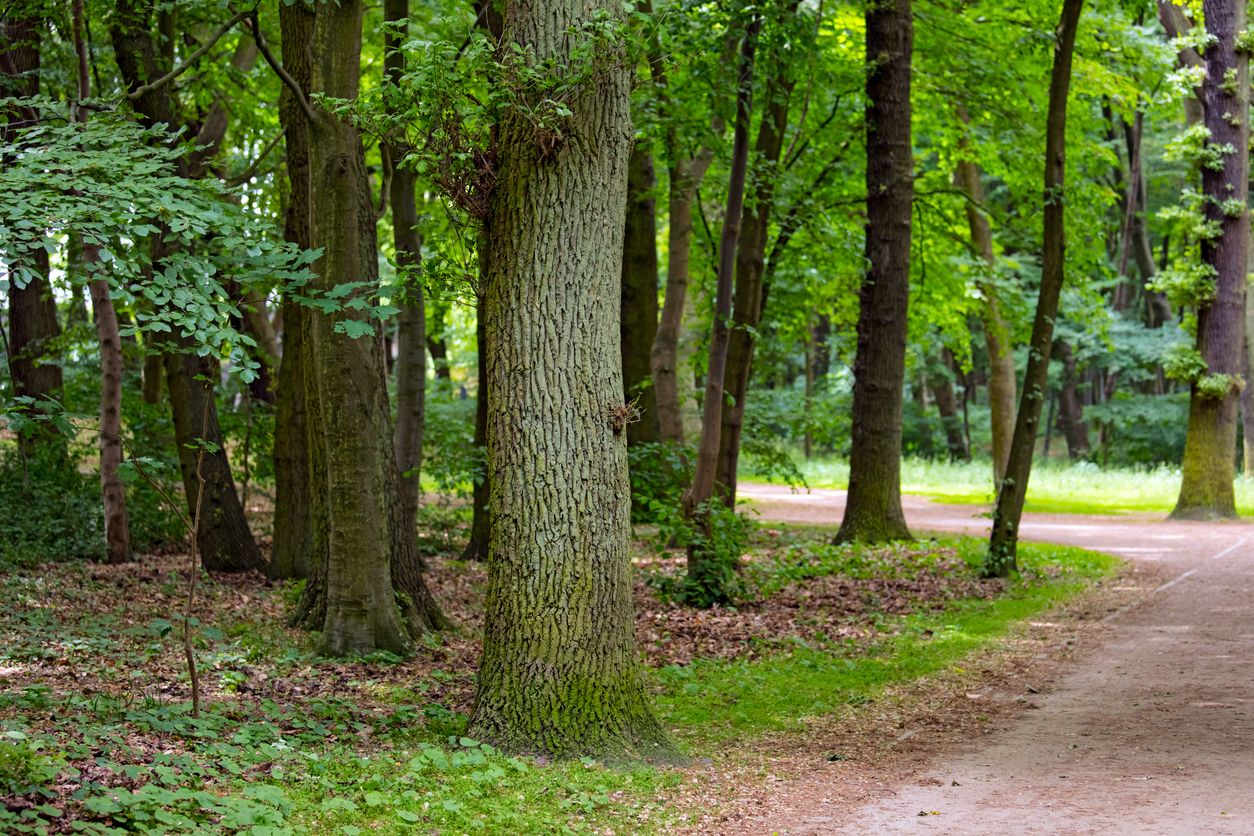 Heute.at - Archäologen entdecken verschollene Stadt im Wald