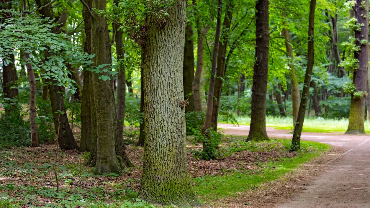 Heute.at - Archäologen entdecken verschollene Stadt im Wald
