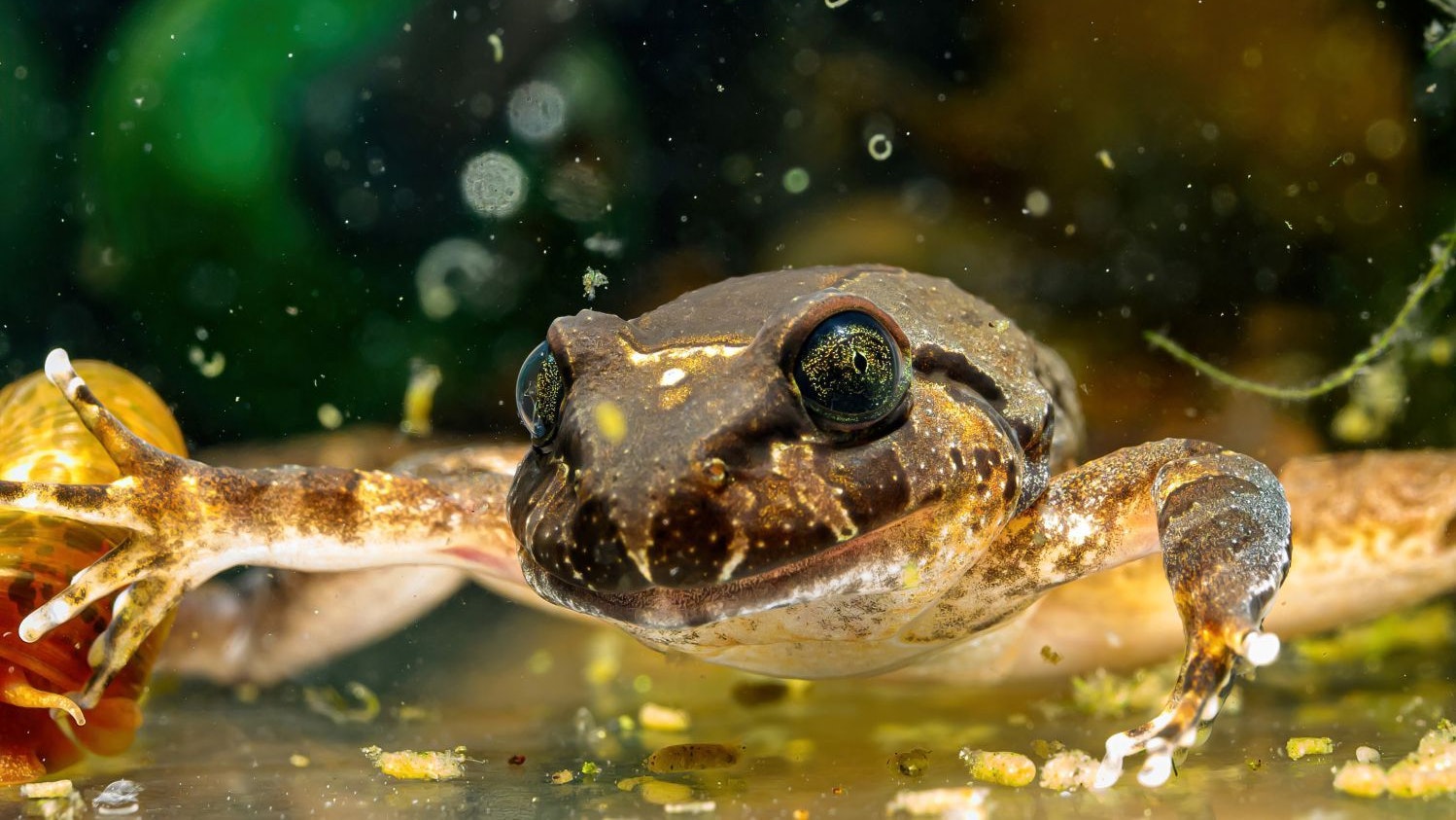 Der Nachwuchs des Haarfrosches ist eine weltweite Sensation. 