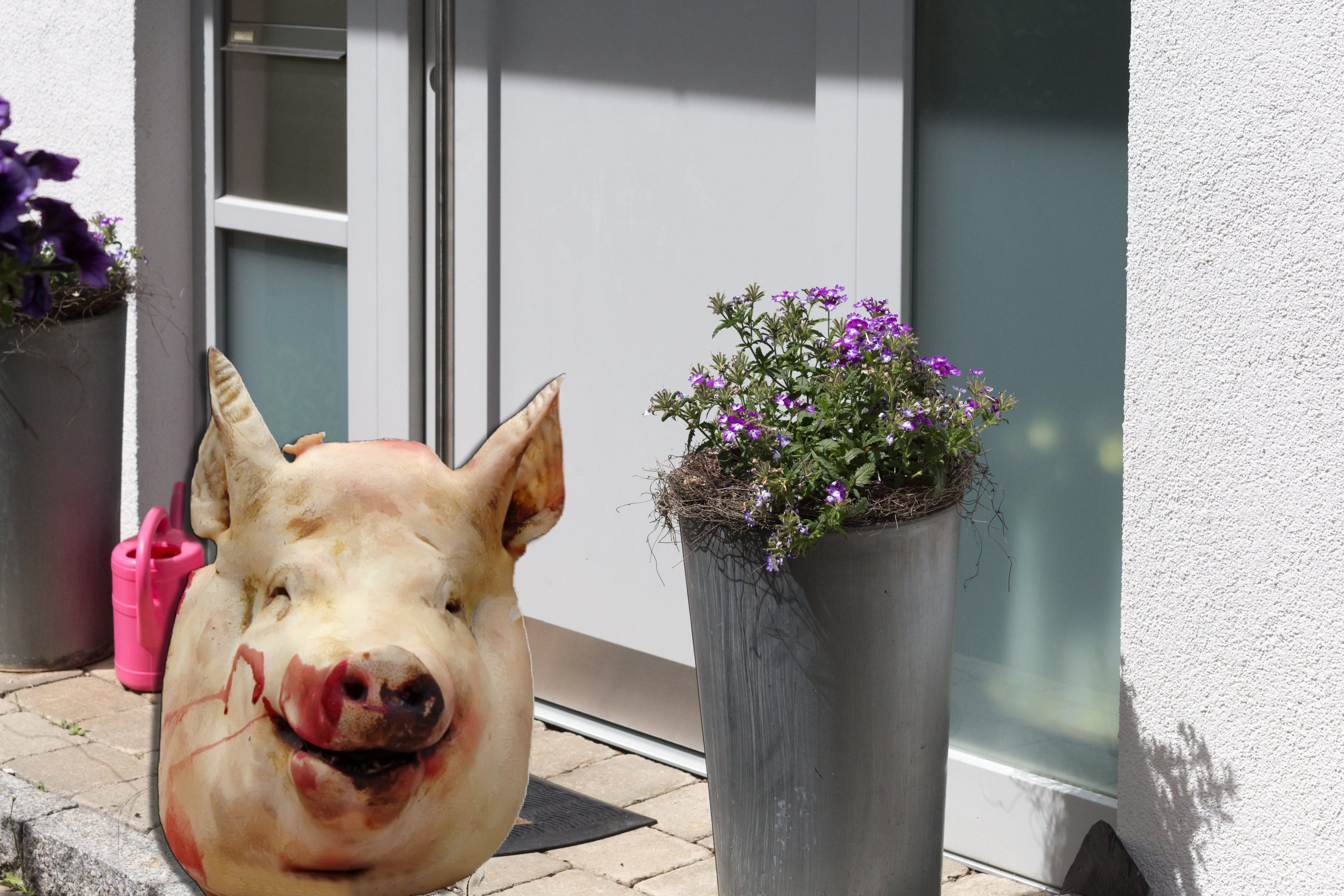 Abgetrennter Schweinskopf vor der Haustür - dieser Fund schockiert derzeit ganz Österreich. (Symbolbild)