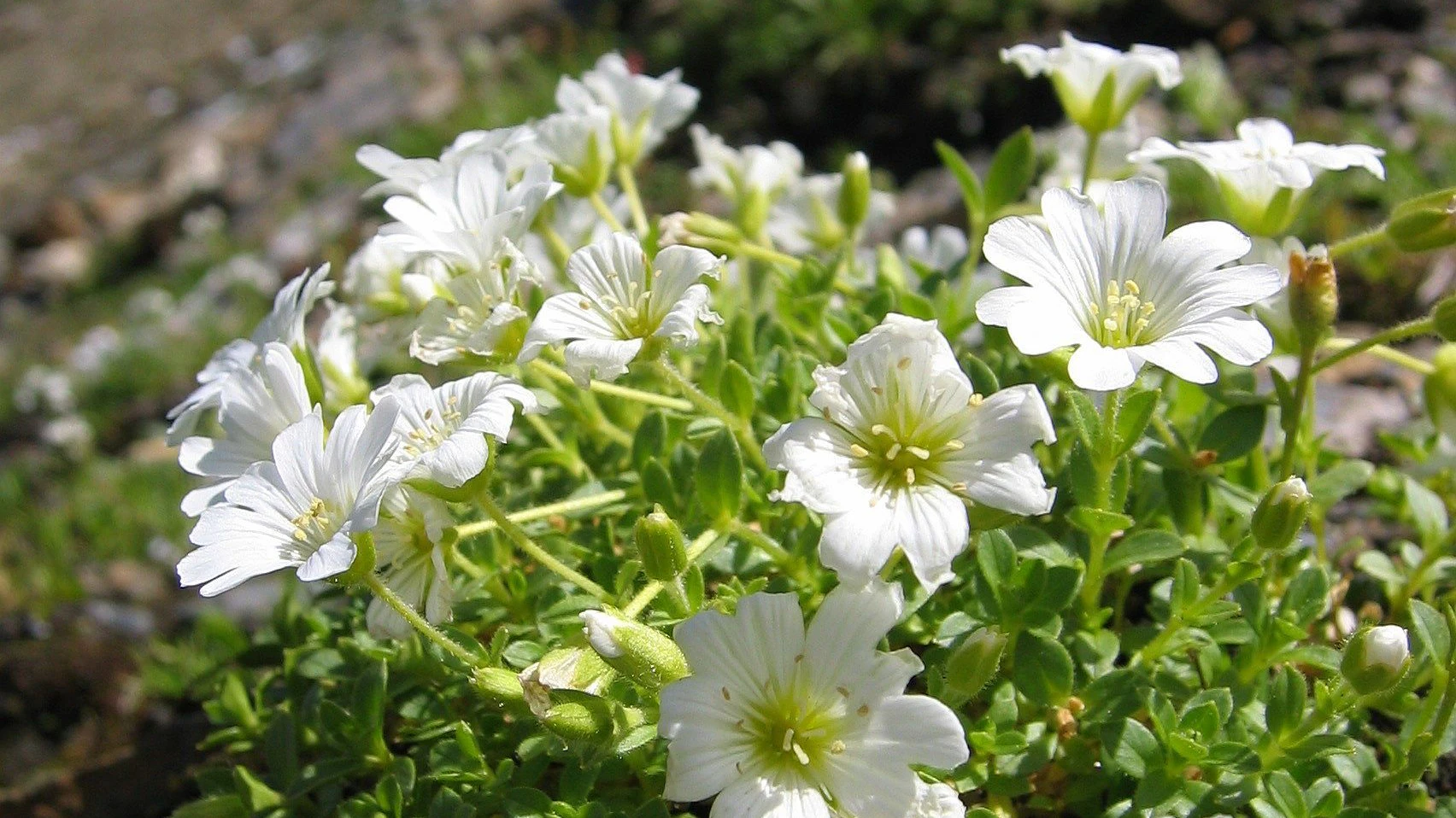 Heute.at - Erwärmung – DIESE wunderschöne Alpenblume ist in Gefahr