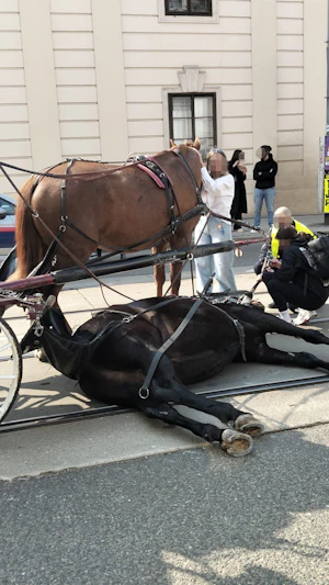 Fiakerpferd stürzt in Wien: Dramatischer Vorfall am Rennweg, Tierarzt gibt Entwarnung – Pferd unverletzt, bald wieder im Einsatz.