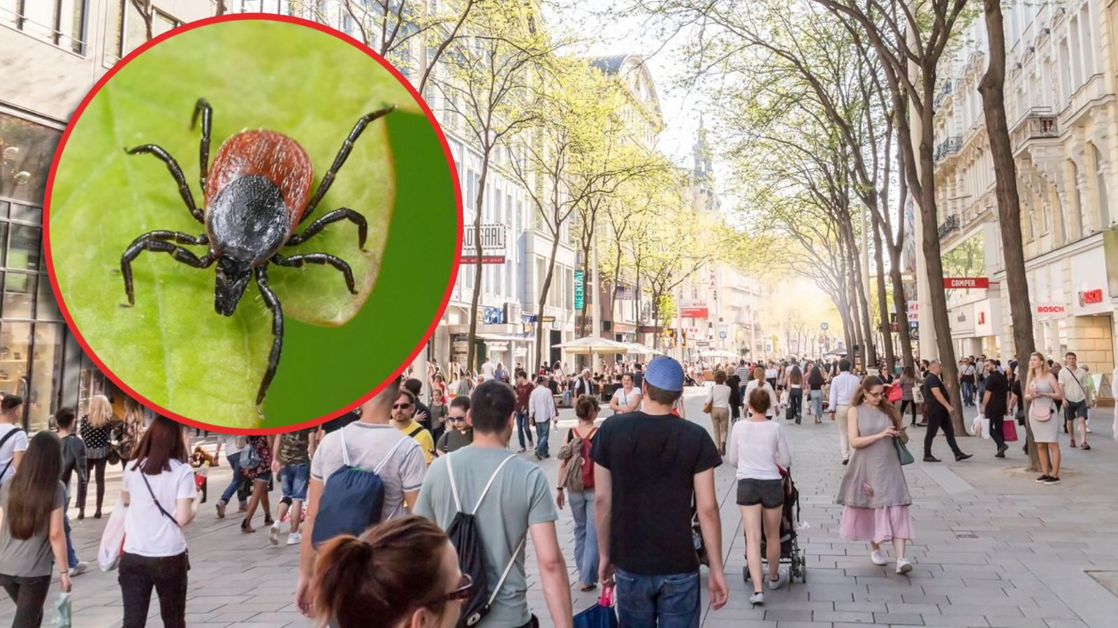 Zecken sind früher aktiv als früher. Gleichzeitig fehlt vielen der vollständige Impfschutz.