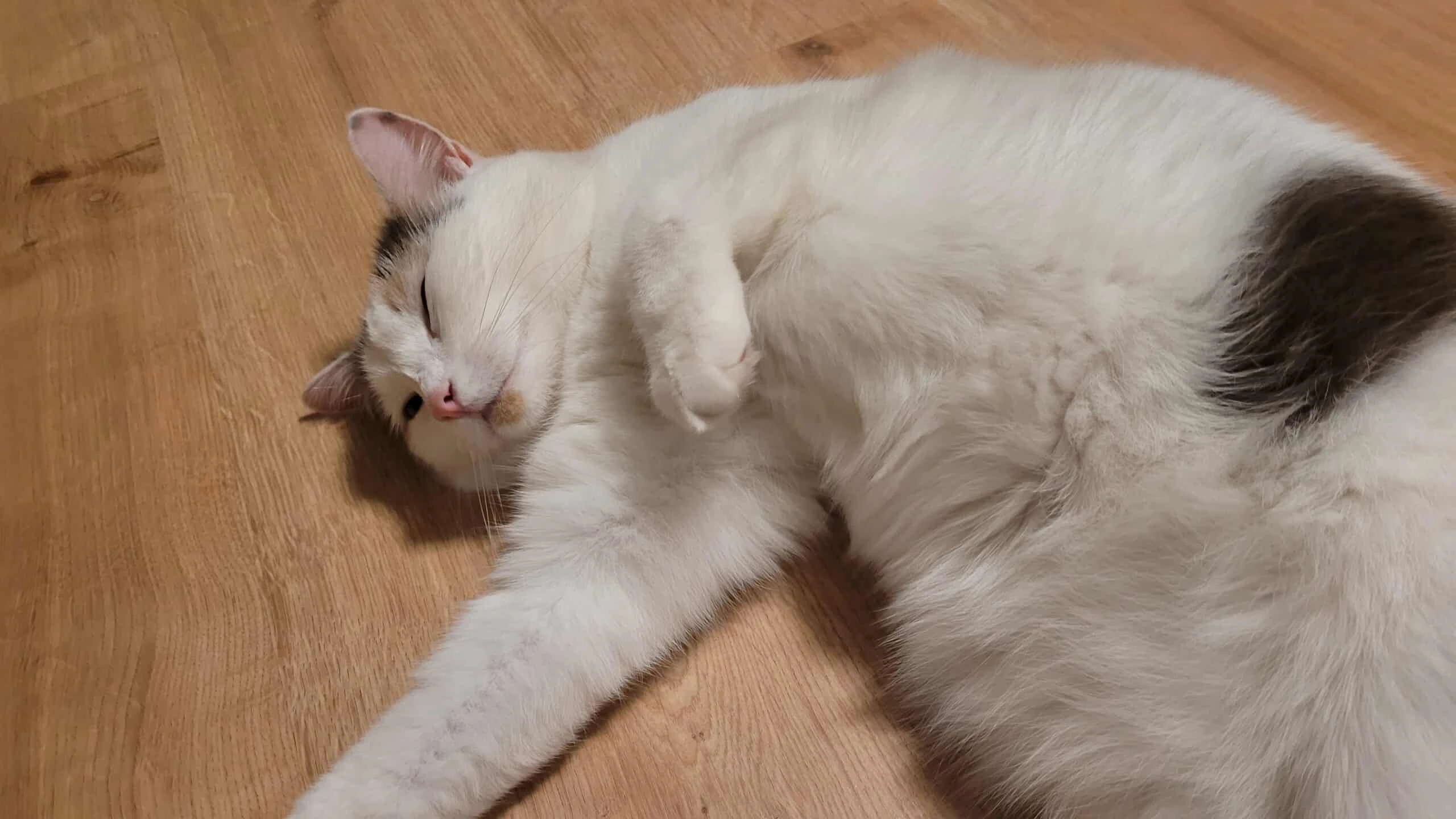 "Feelinara" fühlt sich in ihrem alten Zuhause richtig wohl.