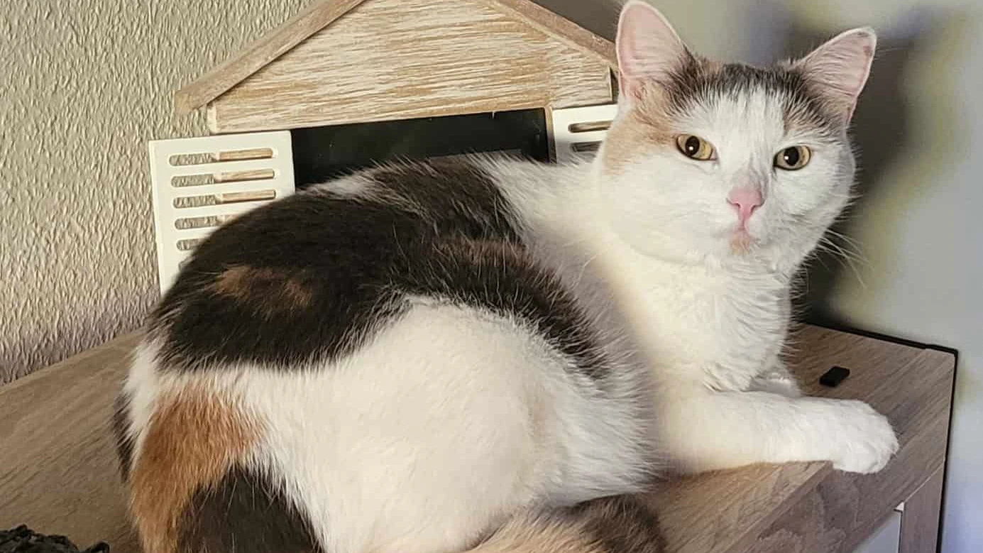 Heute.at - Wiener Wunder – Katze Feelinara nach Jahren wieder da