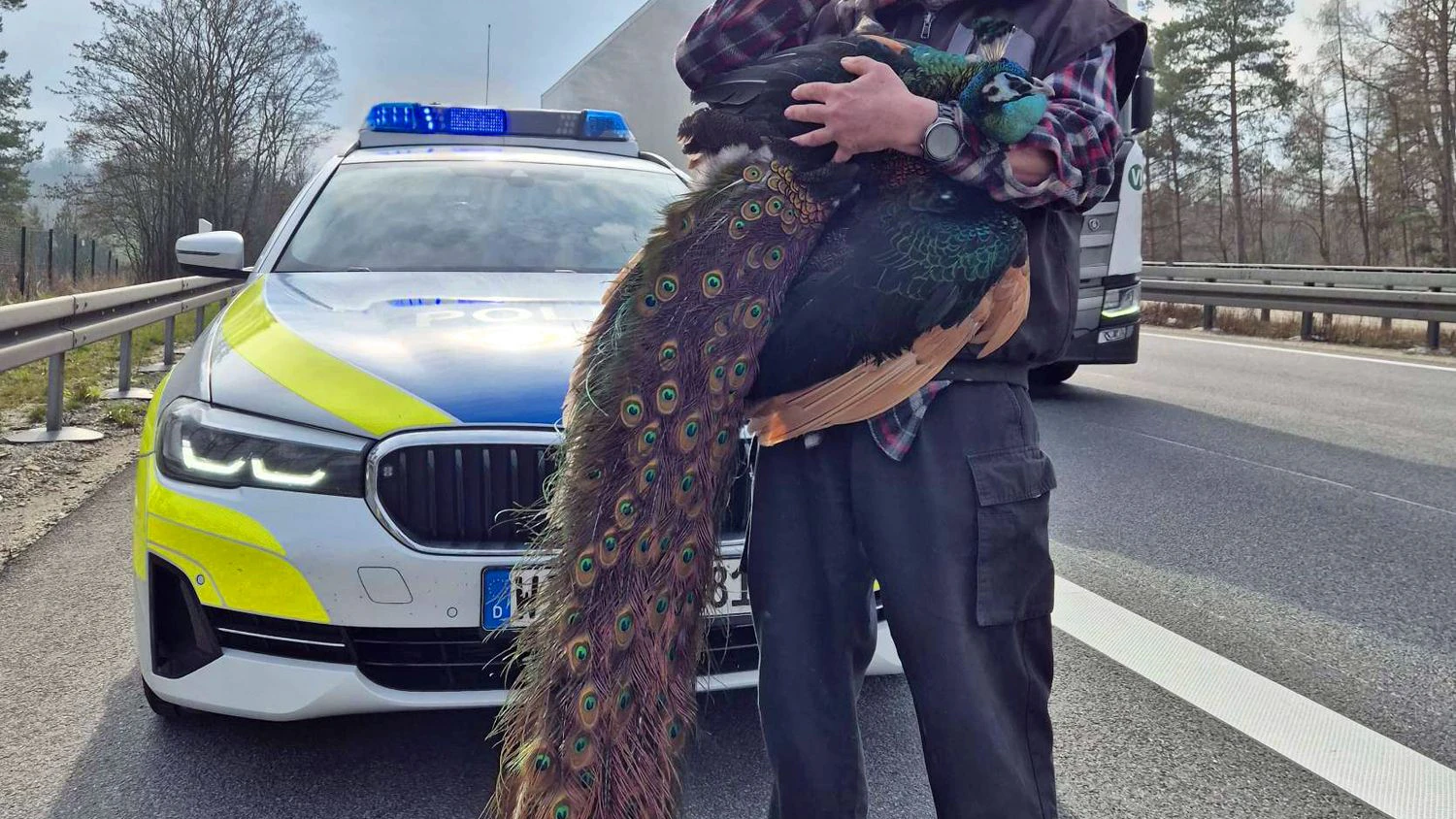 Der ausgebüxte Pfau konnte mittlerweile wieder eingefangen werden. 